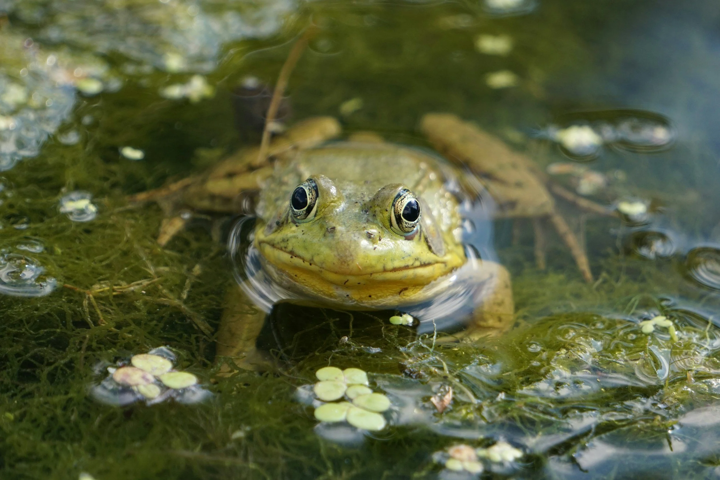 The Little Toad Buddy in Jim’s Throat who Eventually Gets a Mystical Gorge Castle to Call Home.