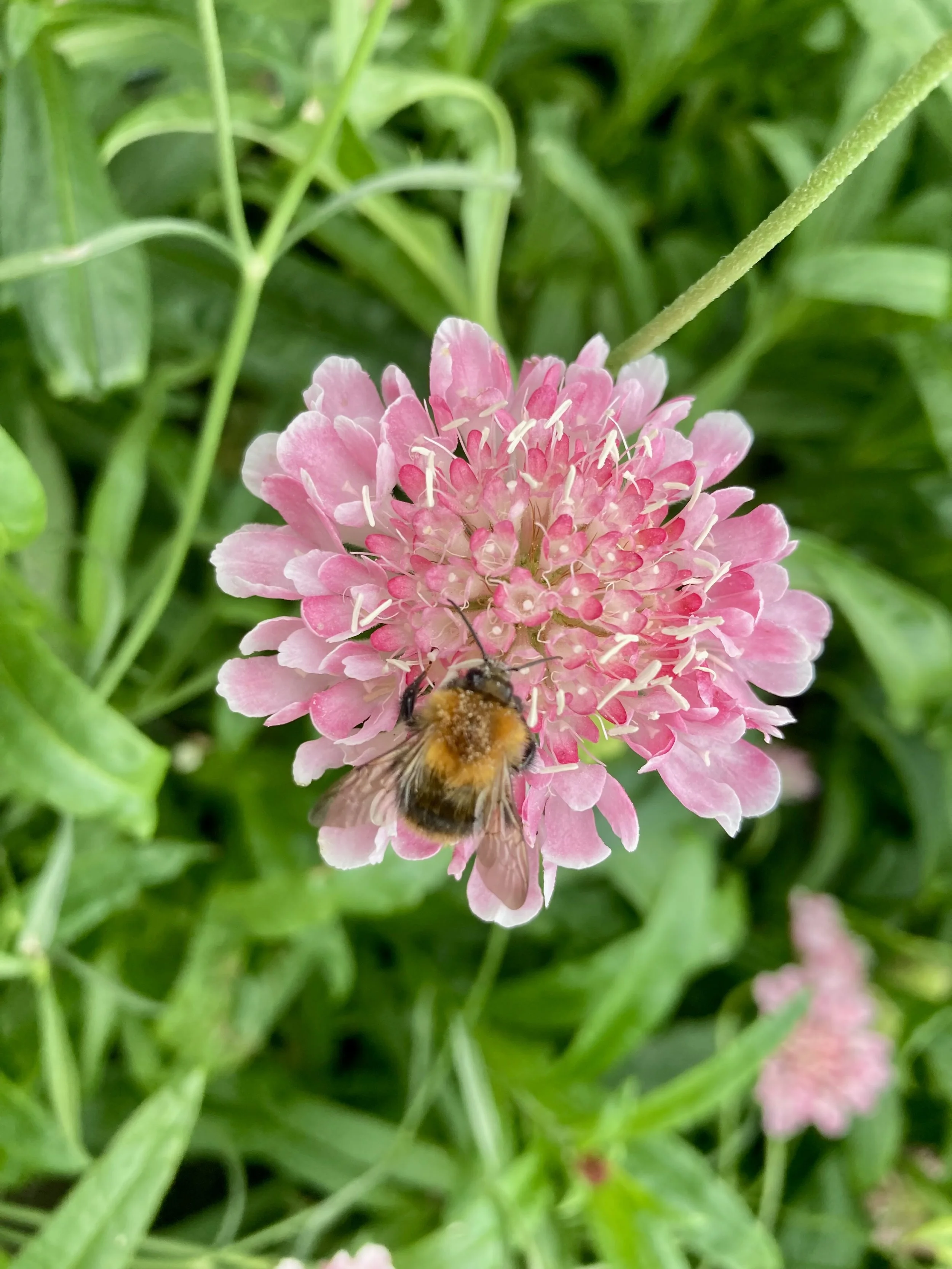 Close-up of a pink flower with a bee collecting pollen, surrounded by green leaves.