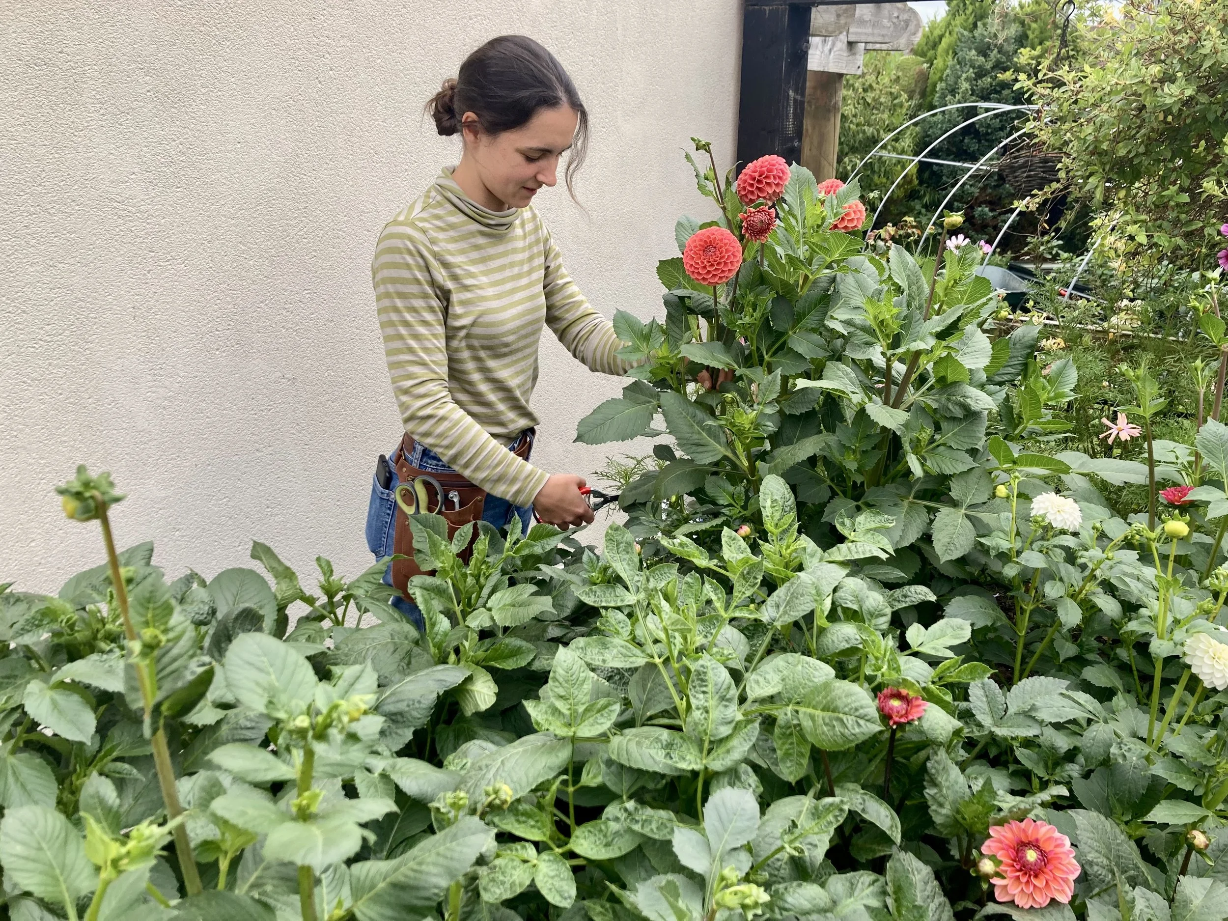 A woman in a green and white striped long sleeve shirt tending to a garden with blooming pink and white flowers, with a white wall and garden in the background.