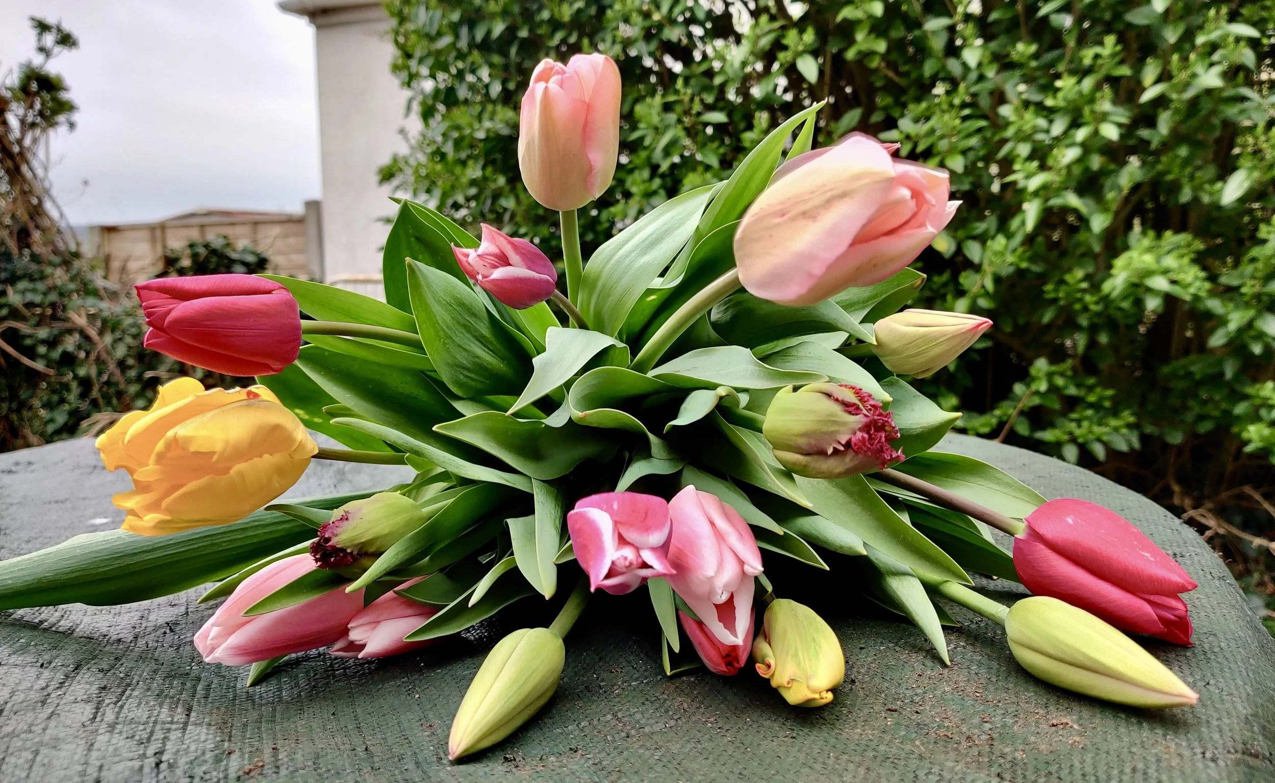 A bouquet of pink, red, yellow, and peach tulips with green leaves, placed on a dark wooden surface outdoors with green bushes and a fence in the background.