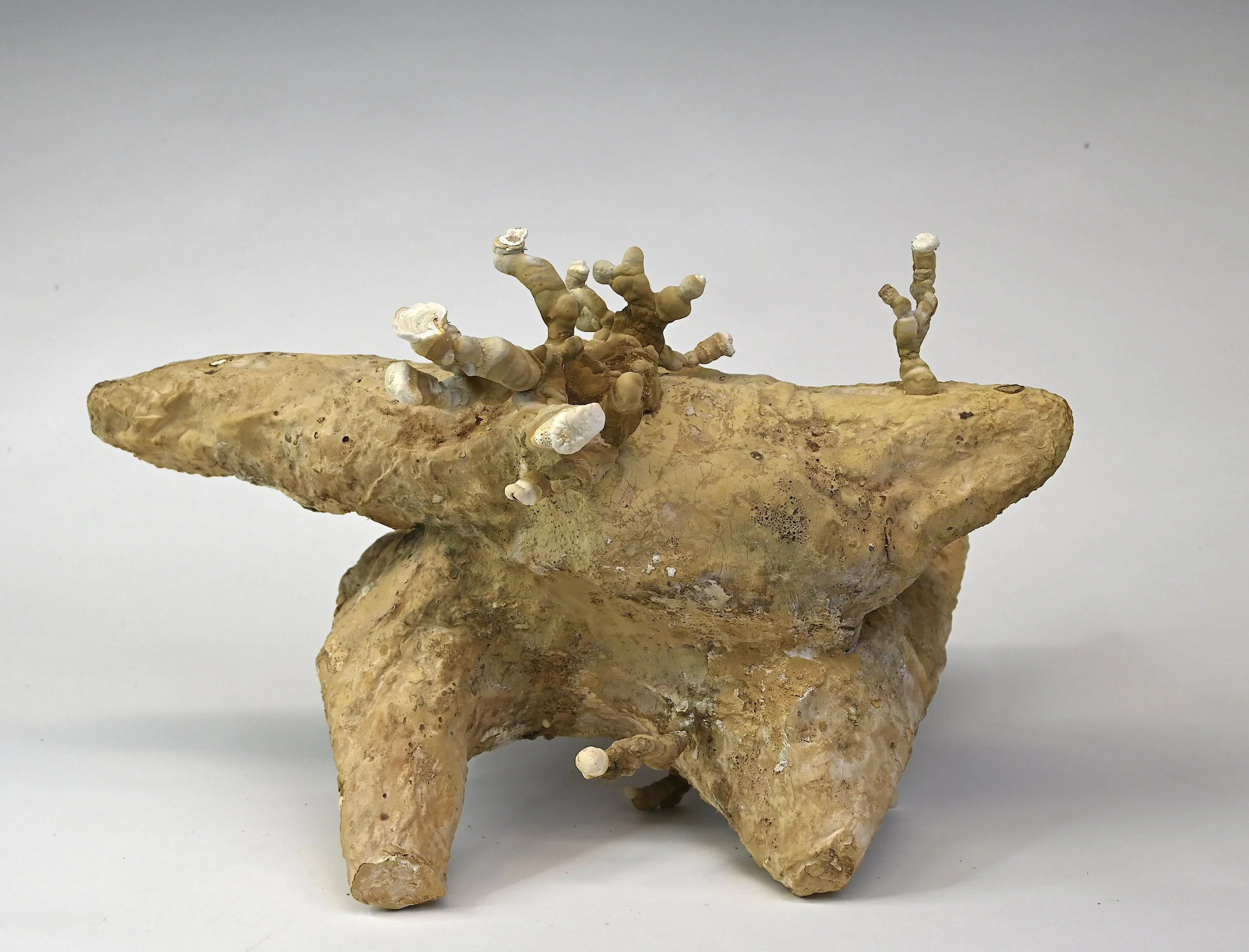 large mycelium object, plaster, saw dust, reishi mushroom, 50x33x31 cm, 2023
