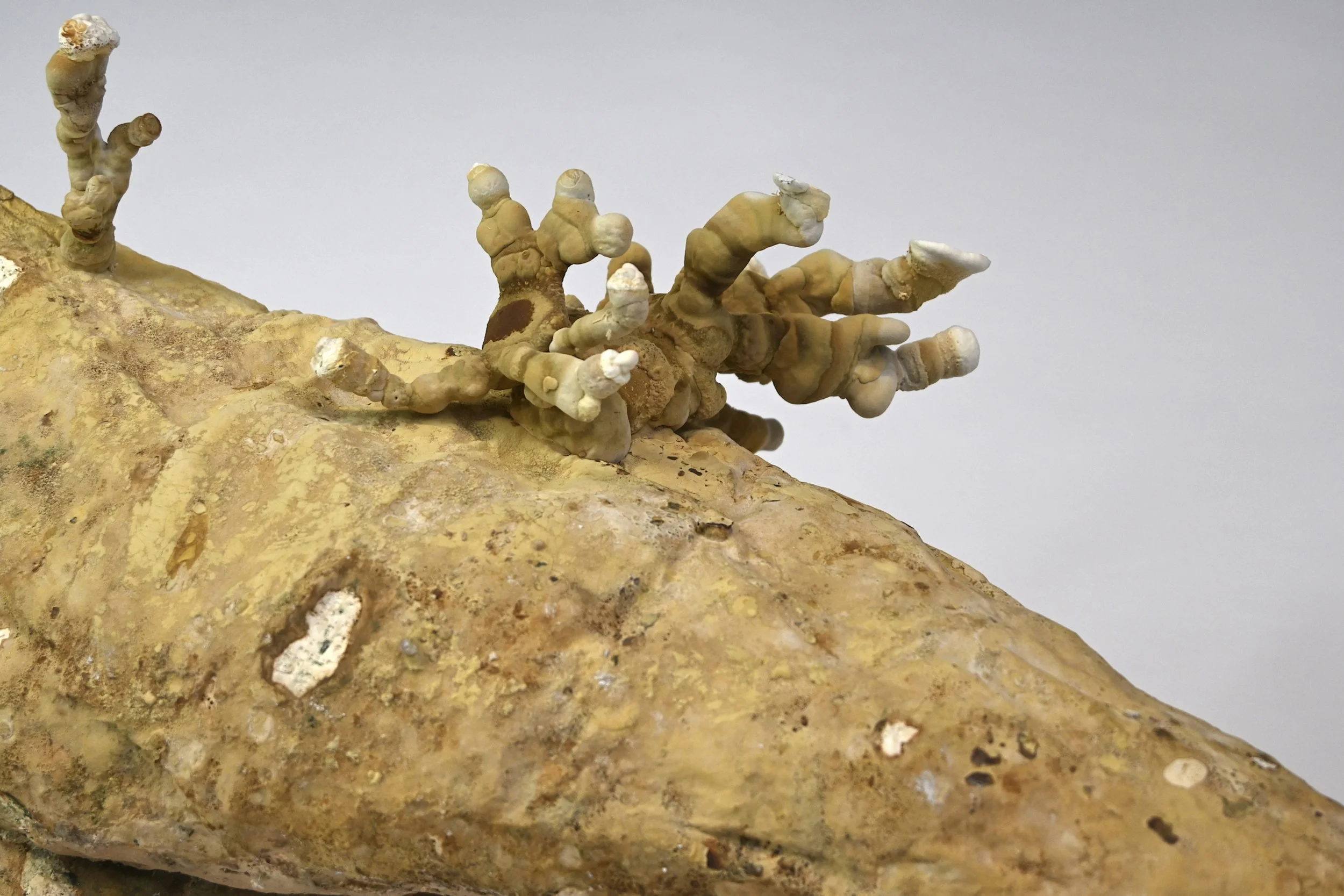 detail large mycelium object
