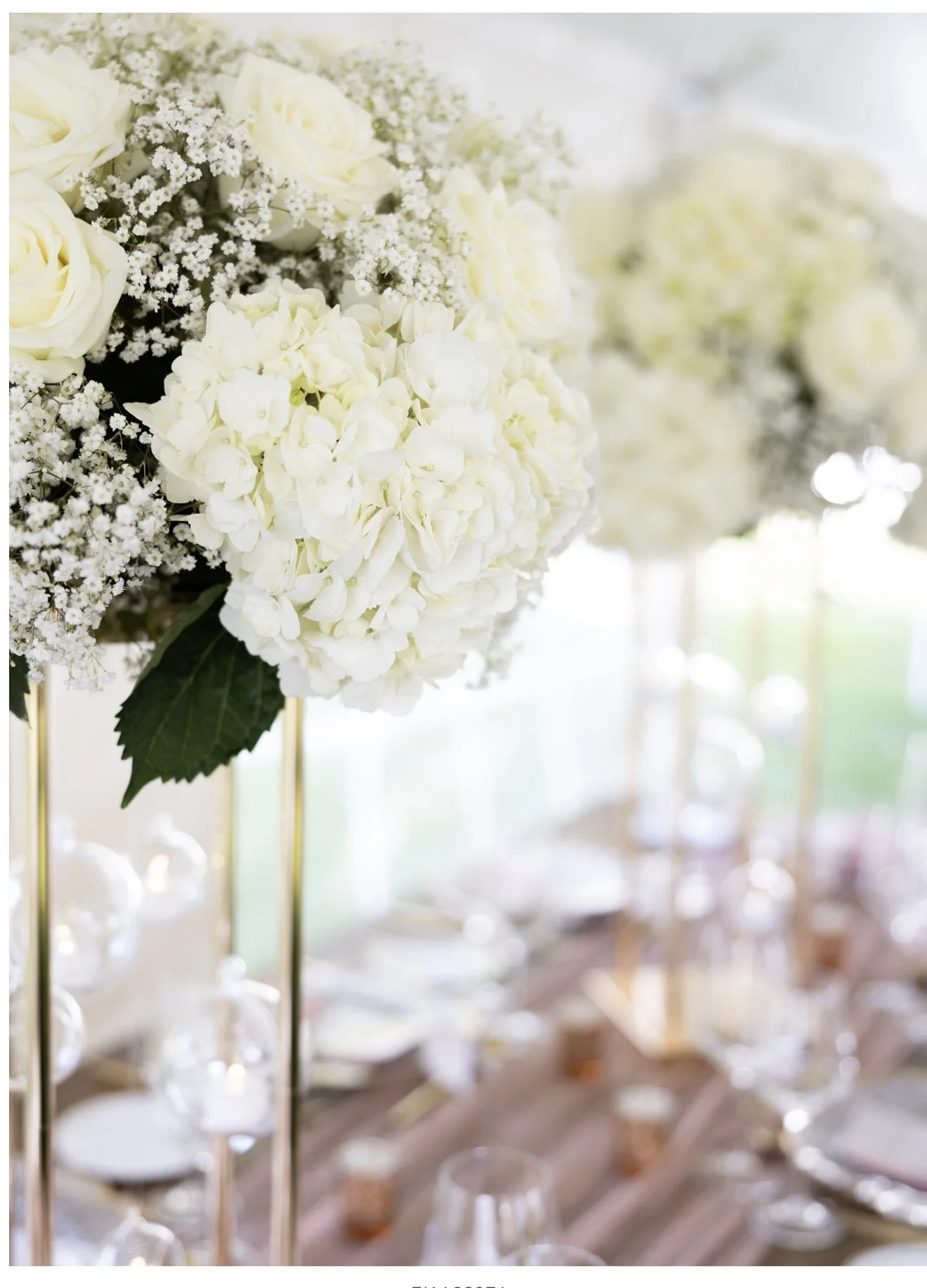 white hydrangea flowers.jpg