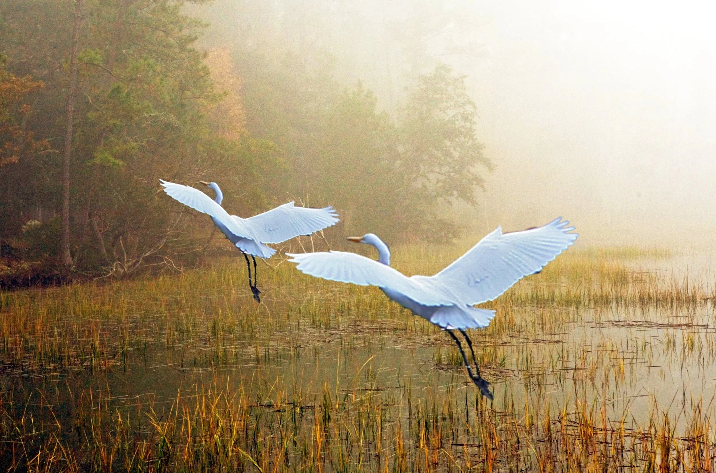 2birds-2.jpg