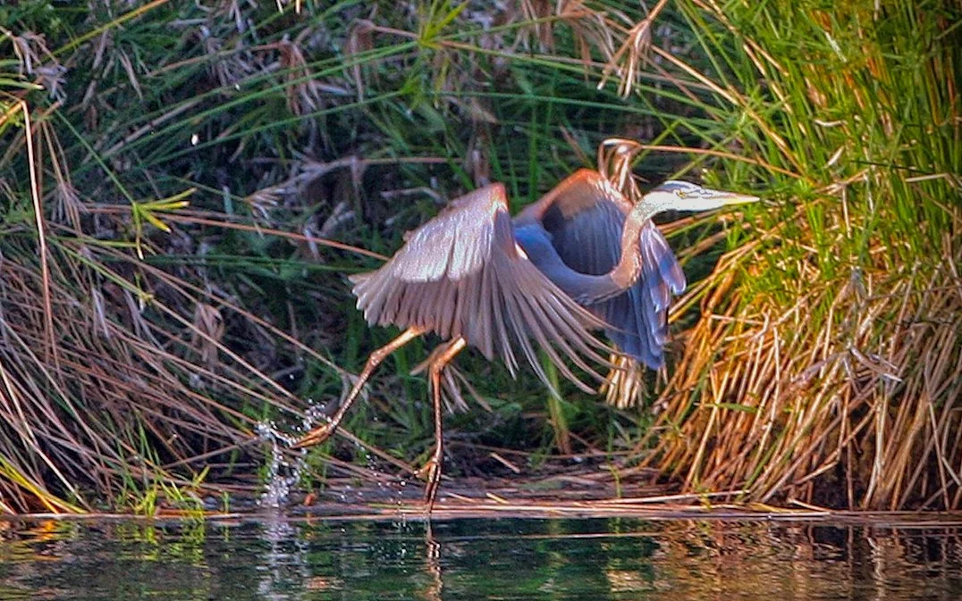 heron_takeoff (1).jpg