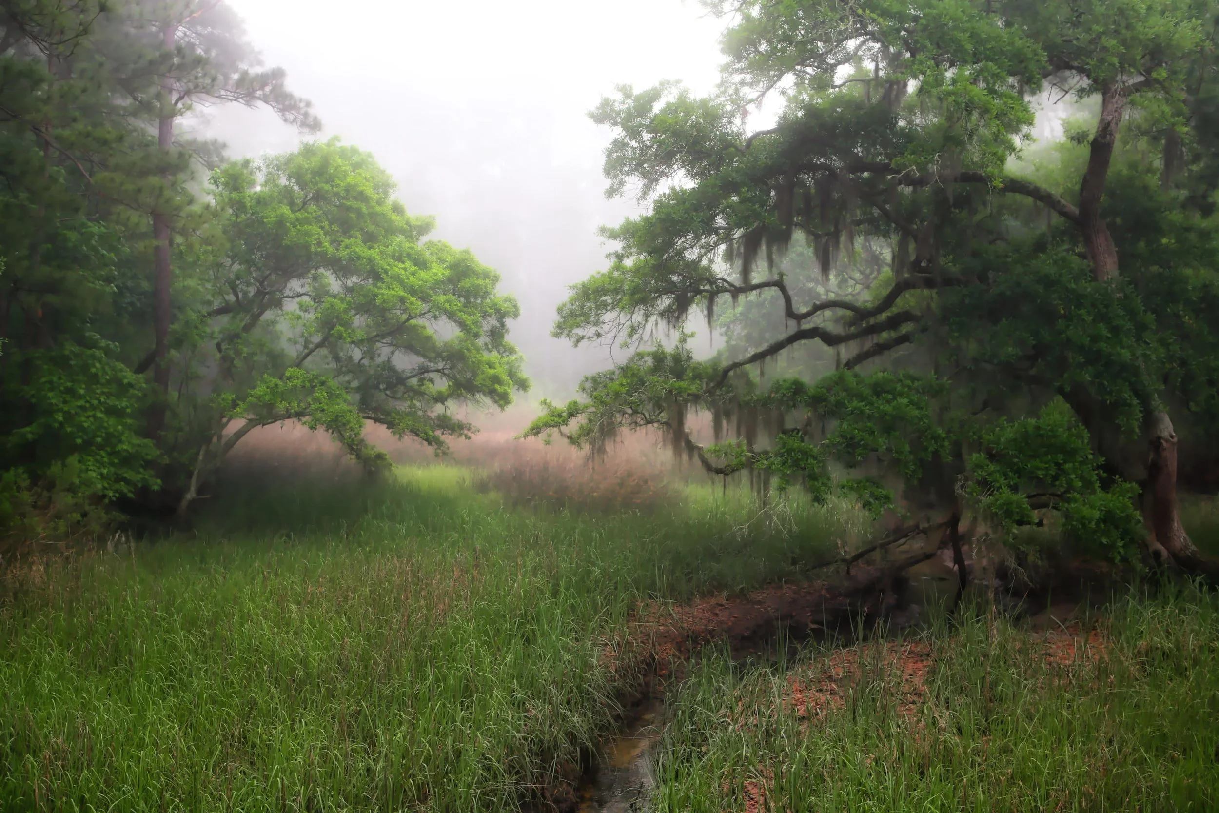 mystic marsh 2.jpg