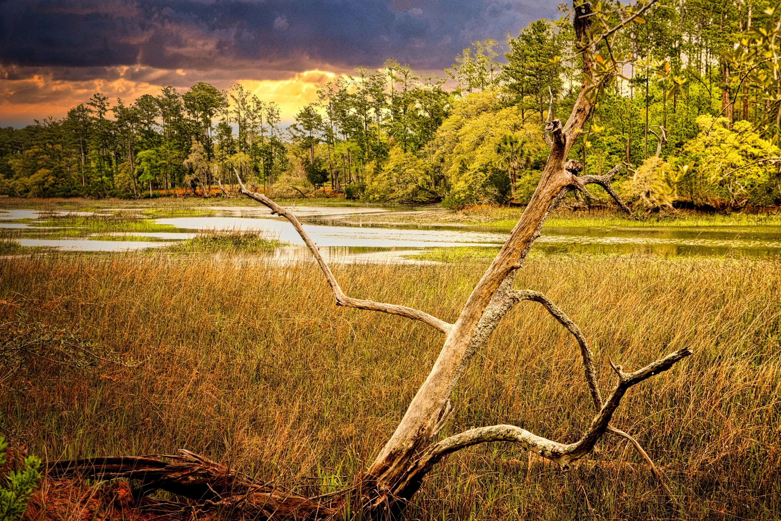 wetland2.jpg