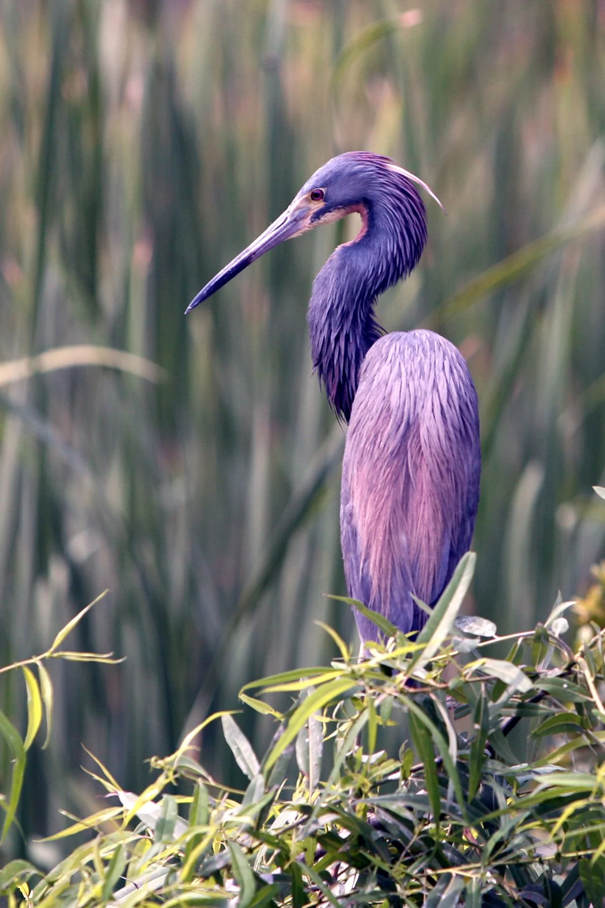 tricolored heron in marsh.jpeg