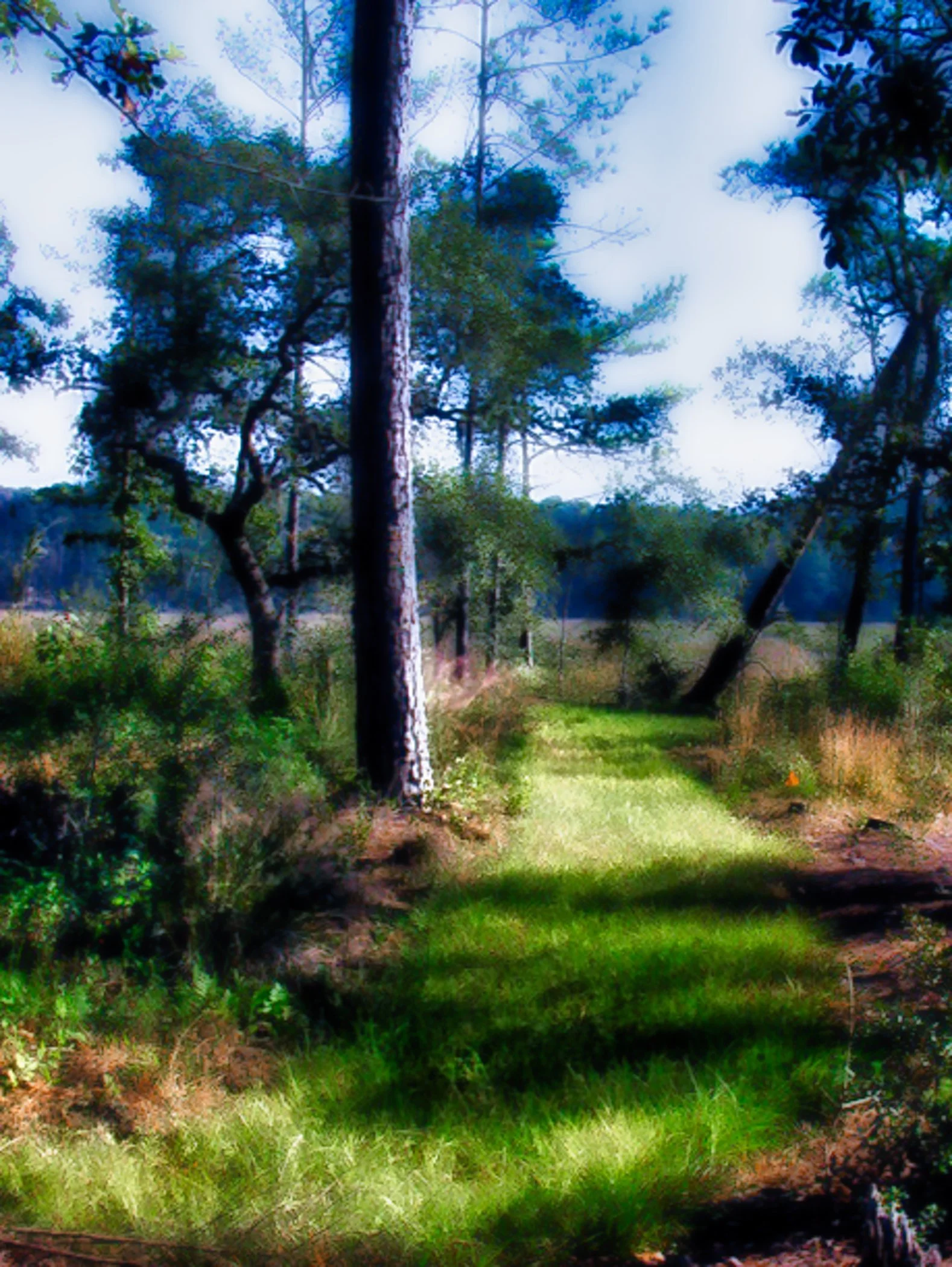 mystic path.jpg