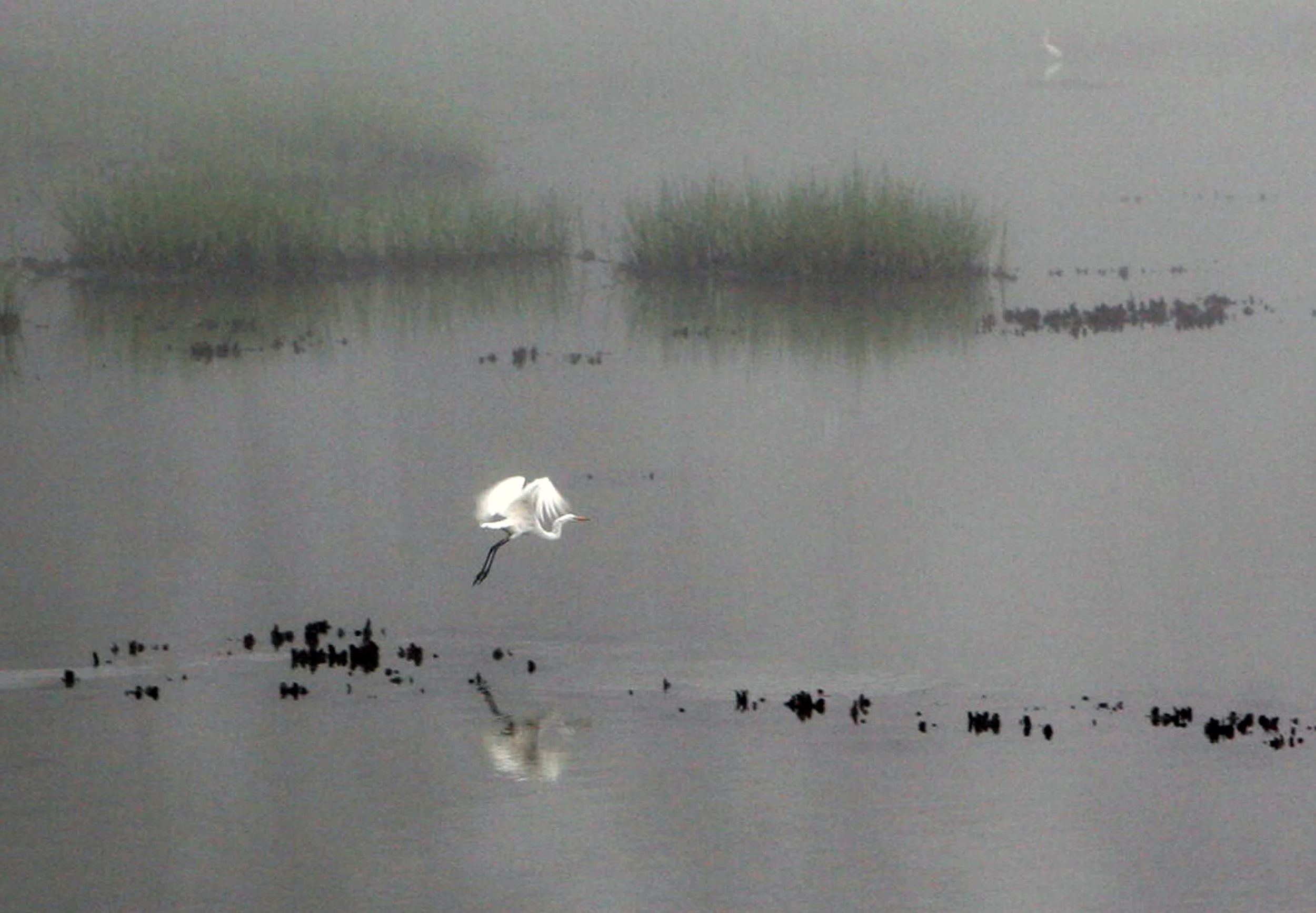 foggy egret3.jpg