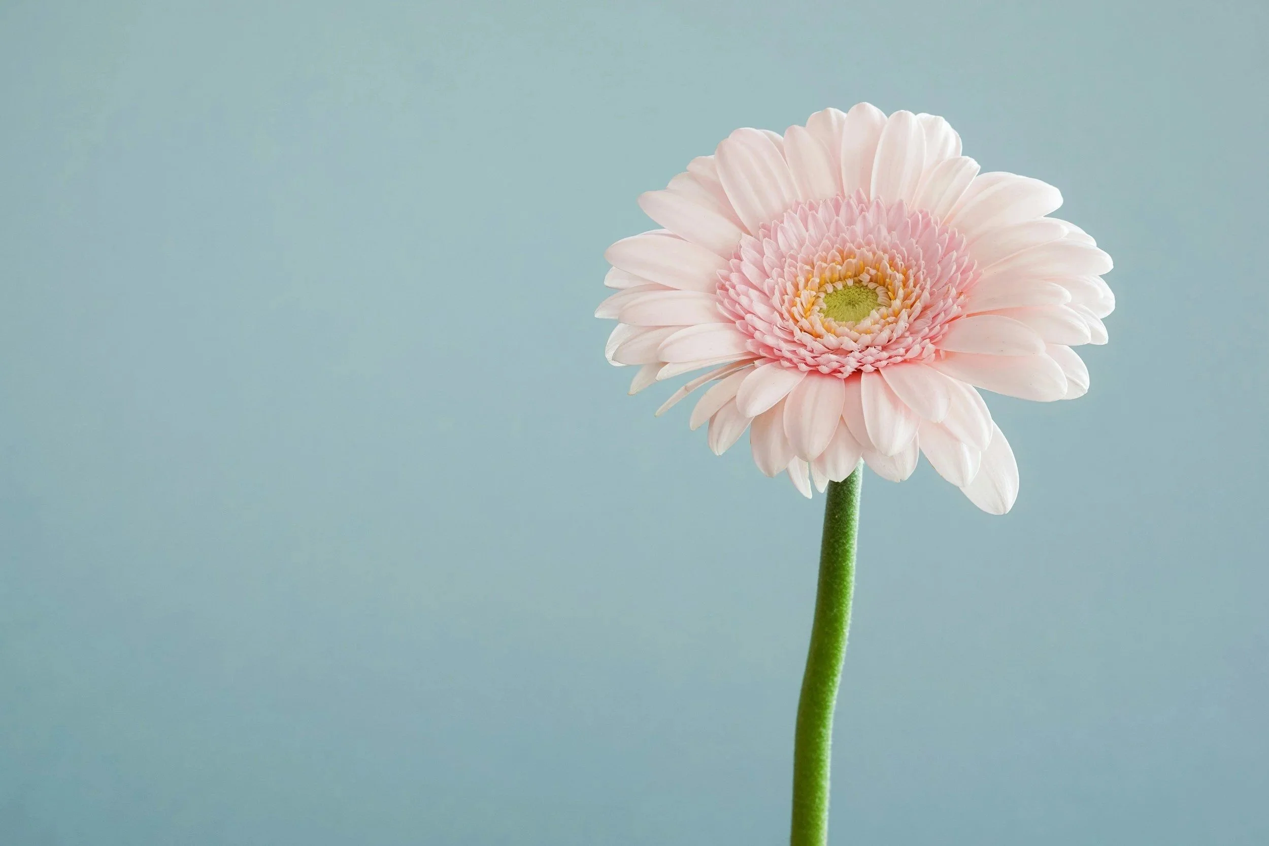 A soft pink gerbera daisy flower with a green stem against a light blue background.
