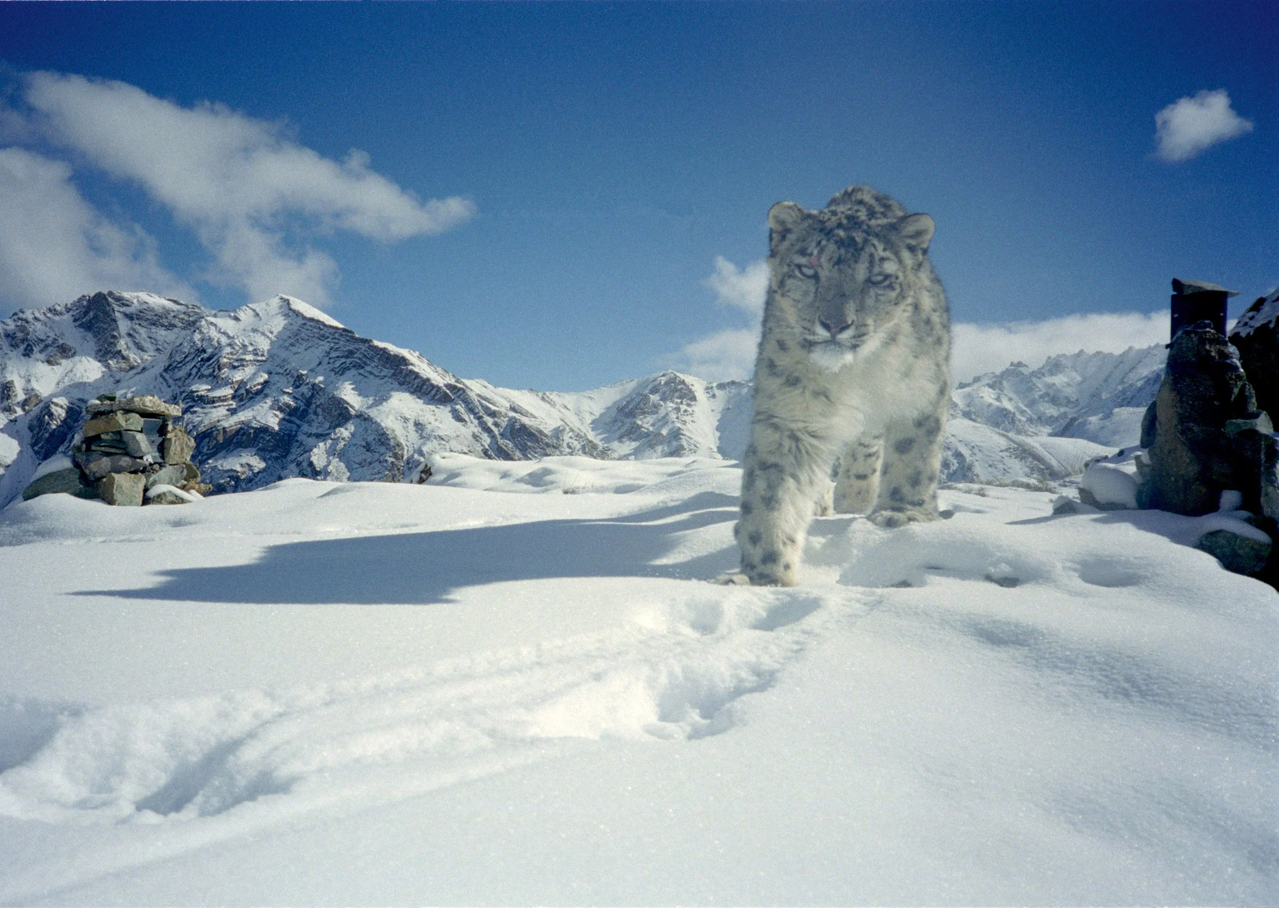 A snow-covered mountain landscape with a large tiger walking through the snow in the foreground.