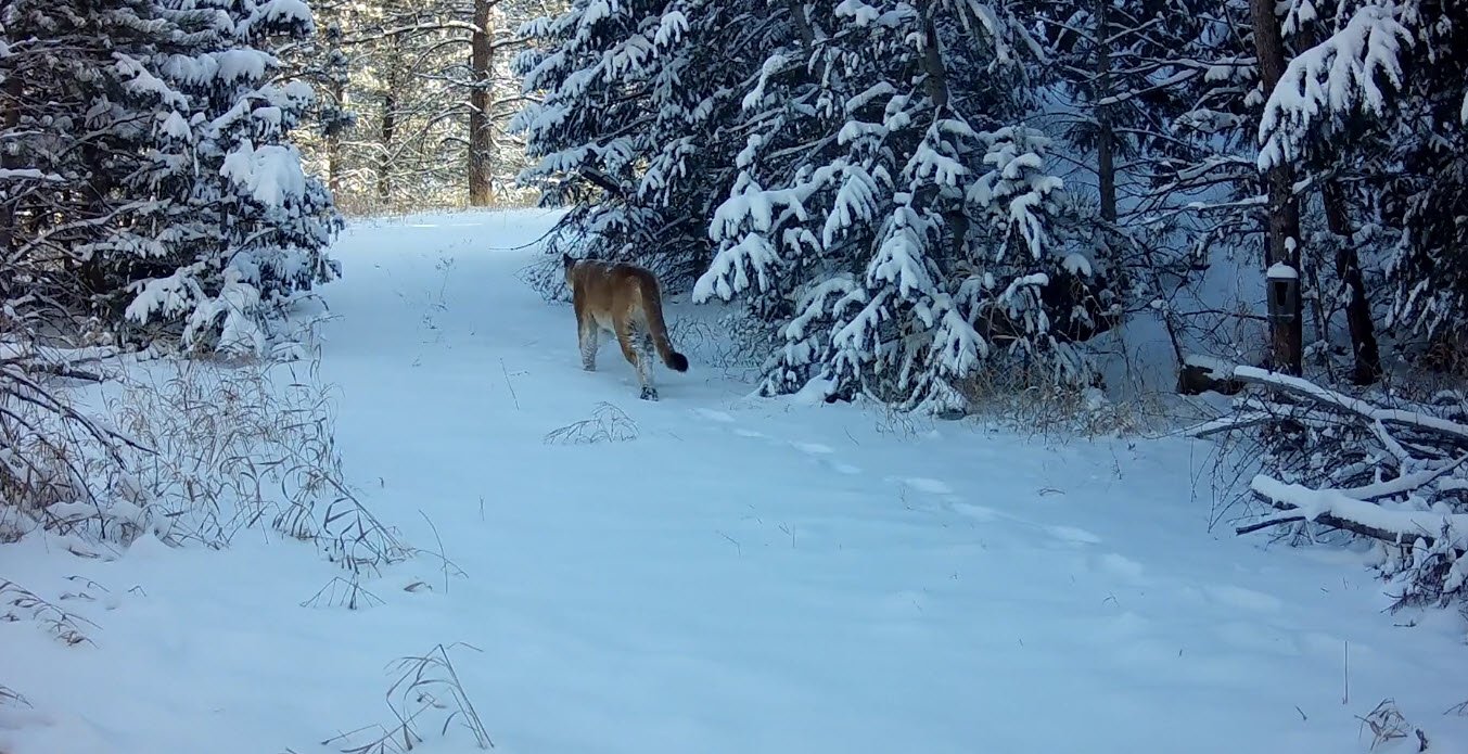 A lion walking in a snowy forest with snow-covered trees on both sides, and snow on the ground.