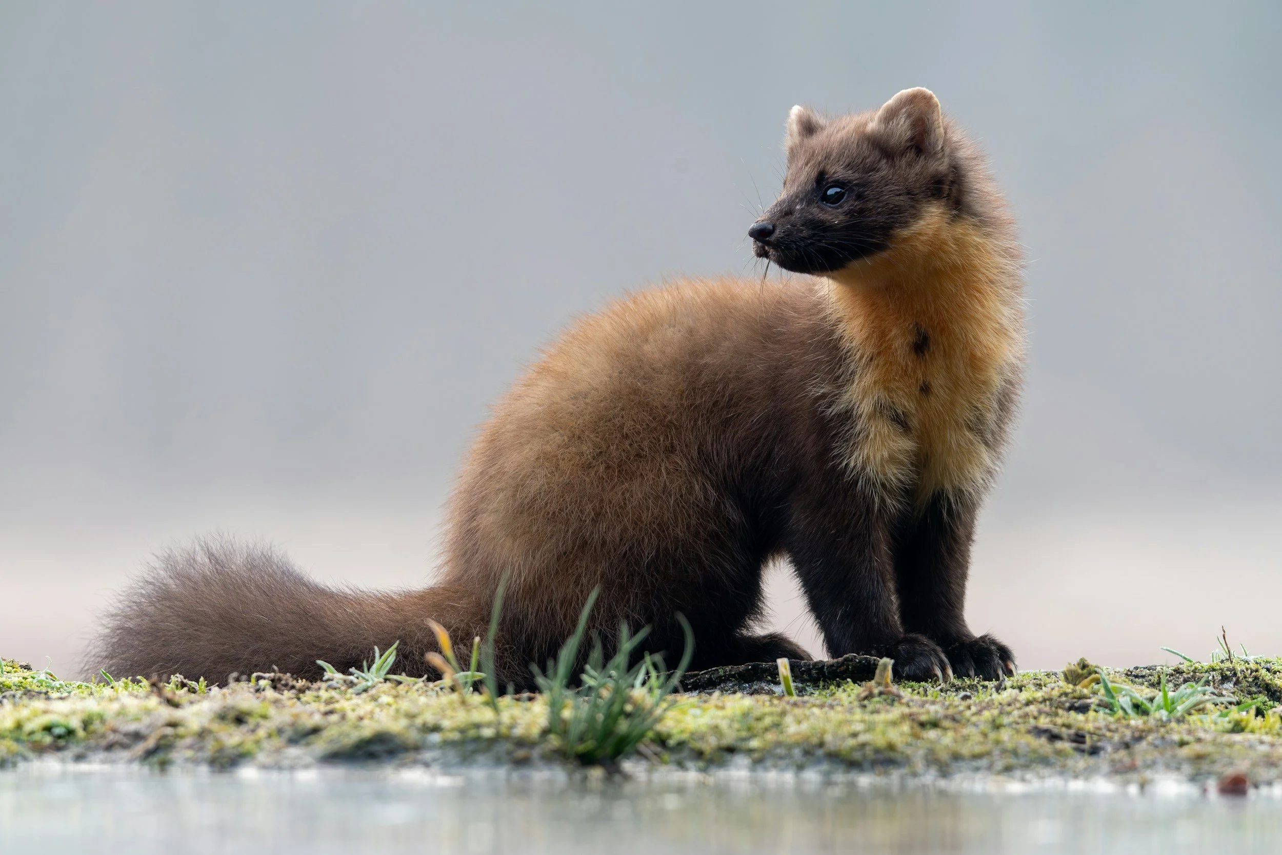 A small, furry animal with a tan and dark brown coat standing on a grassy area near water, surrounded by a calm and plain background.