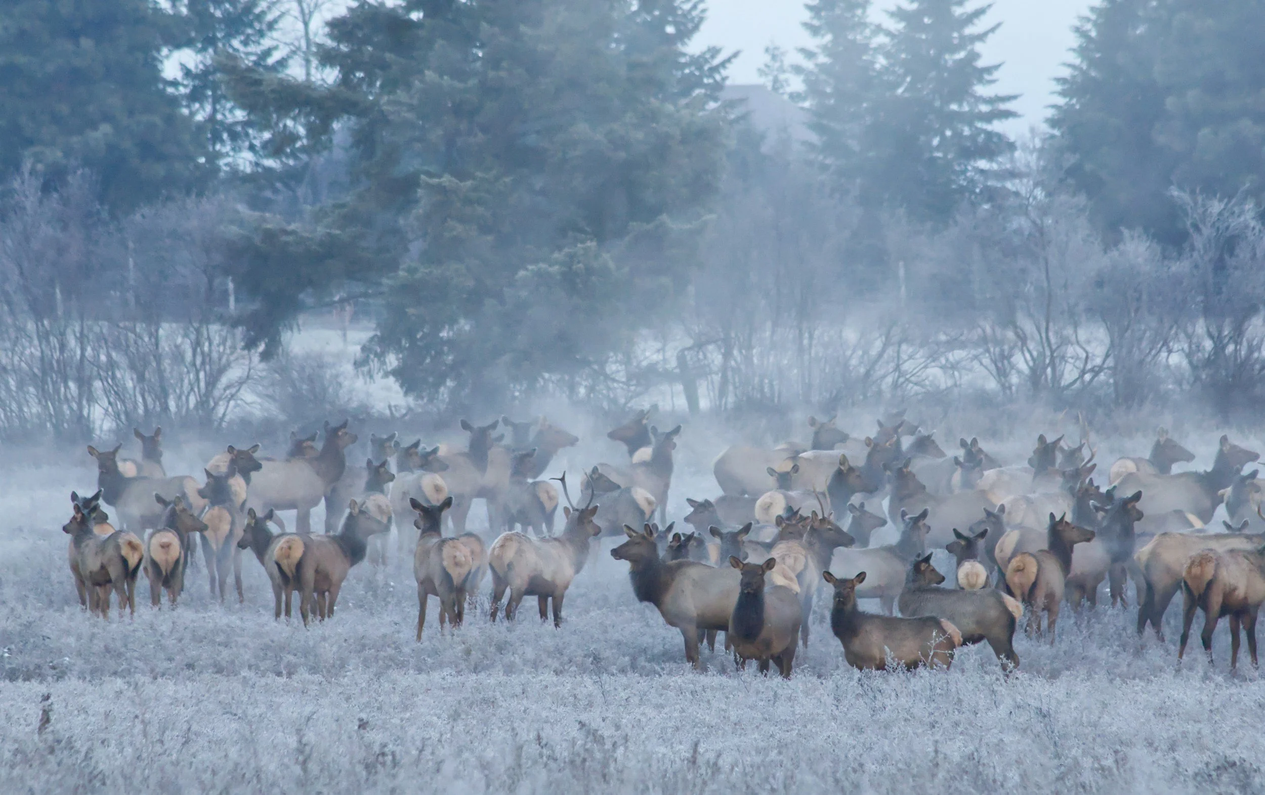 Herd of elk standing on frost-covered ground with a misty background of trees and a house.