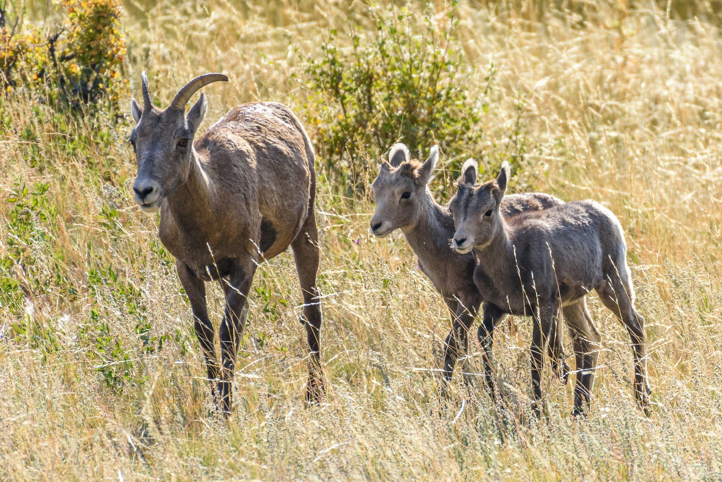 A family of three goats walking through tall dry grass in a sunny field.