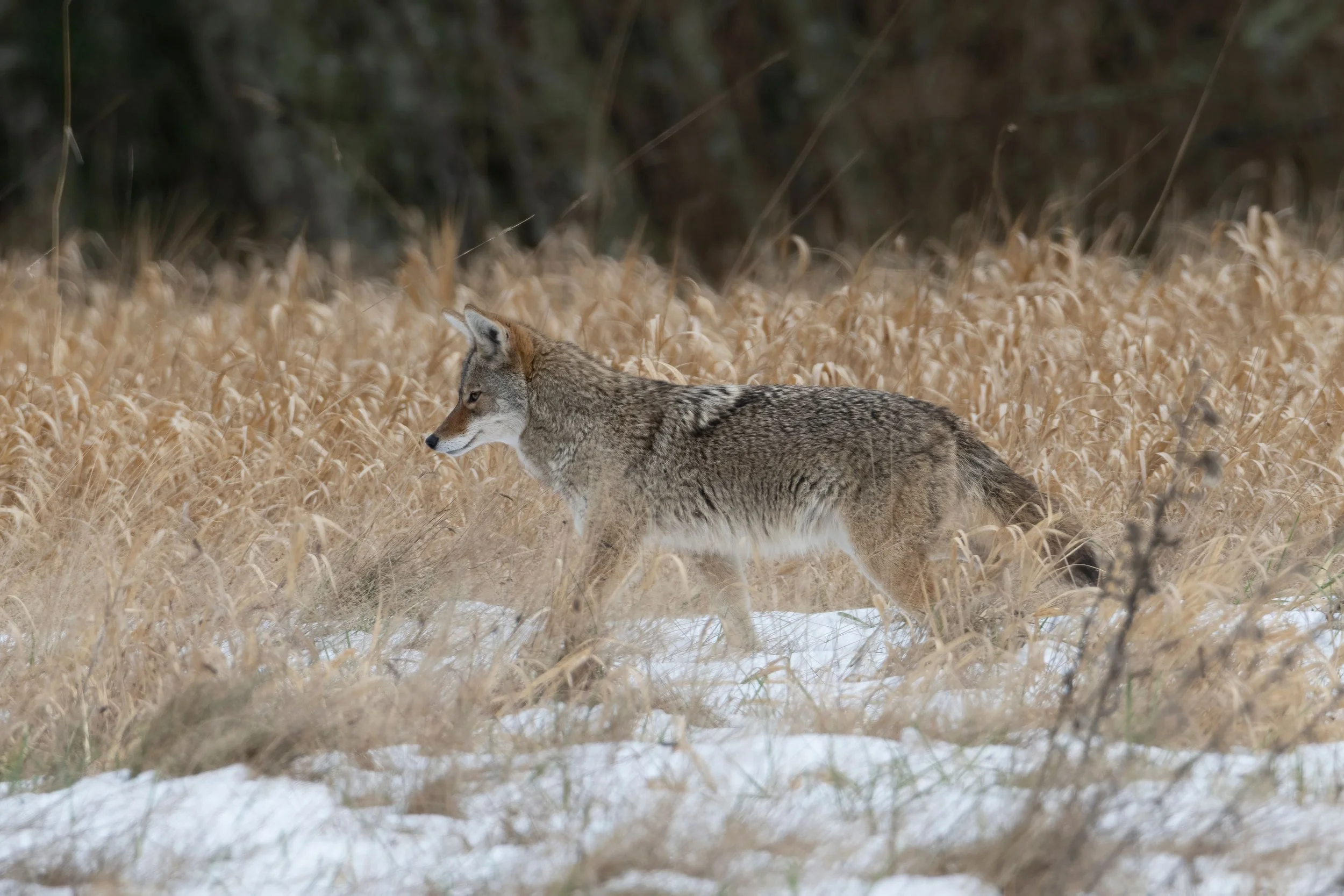 A coyote walking through a snowy field with tall, dried grass, with a forest in the background.