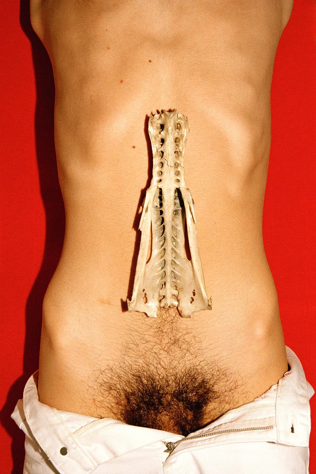 A person's lower abdomen with an animal skull placed over the umbilical area, with white pants unzipped to expose the pubic hair.