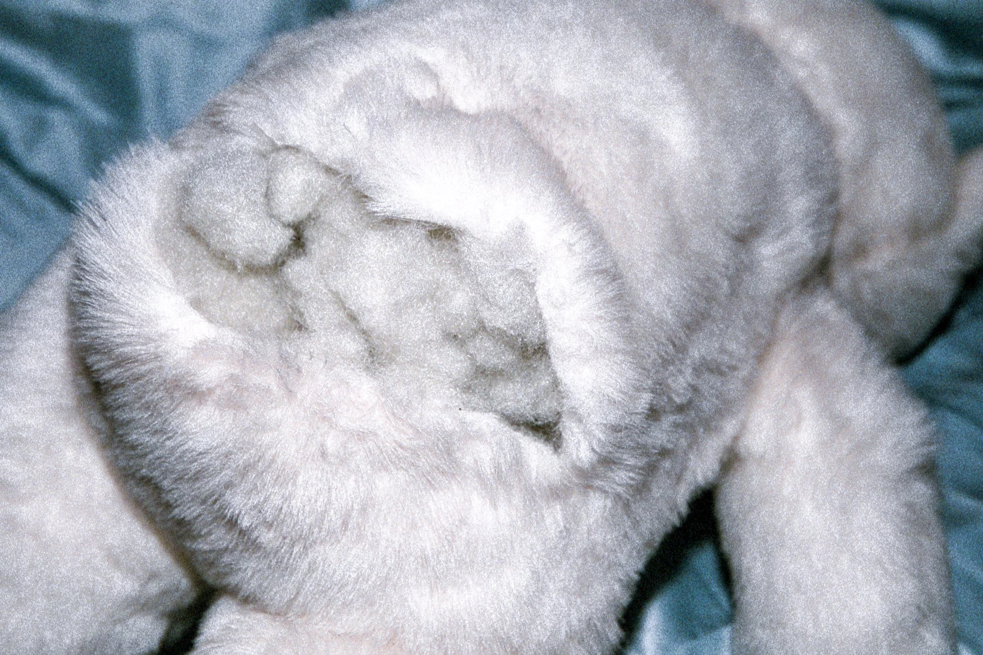 Close-up of a rolled cotton swab with white, fluffy cotton and a metal stem, resting on a fabric background.