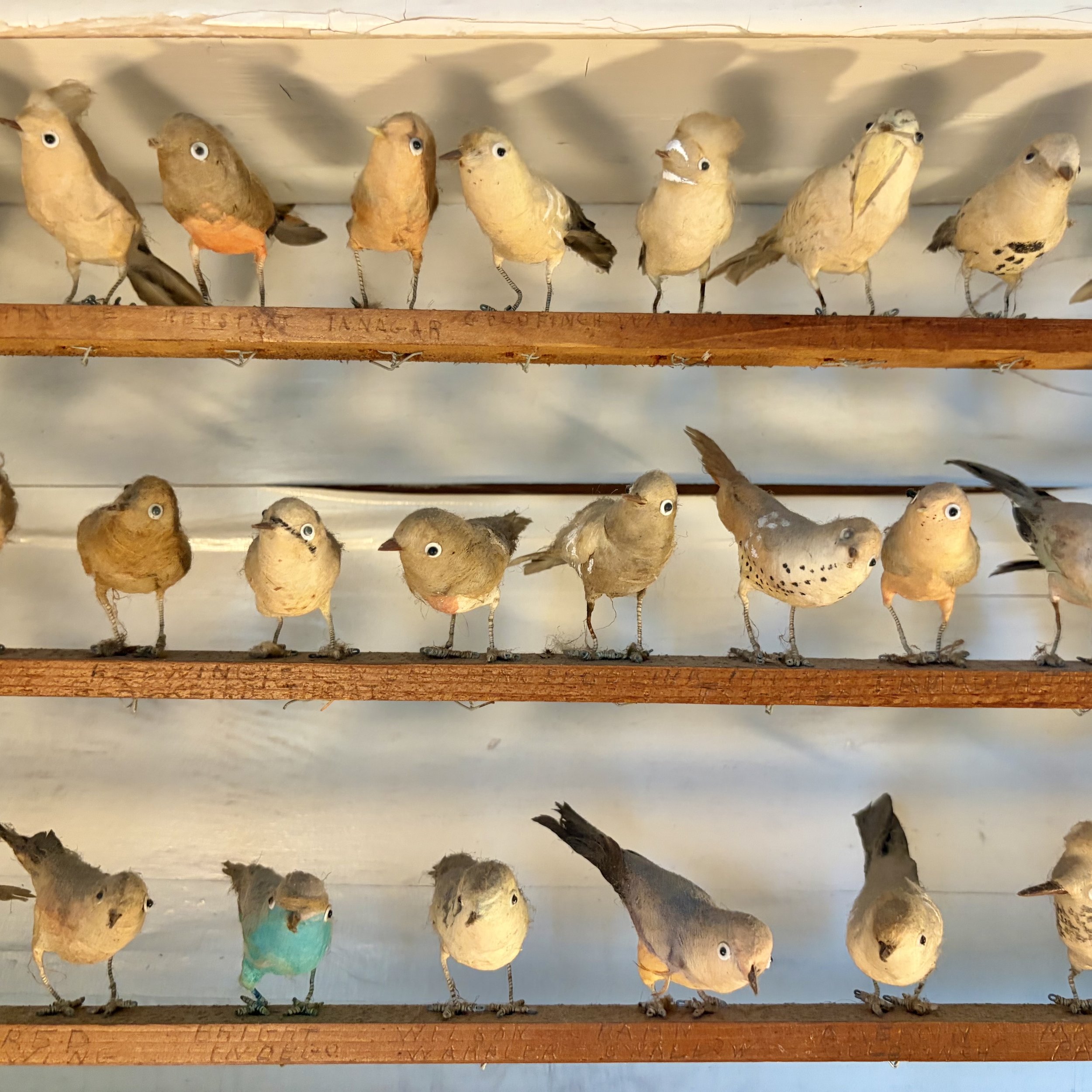 A display of decorative birds with paper body and plastic eyes, arranged on wooden shelves.