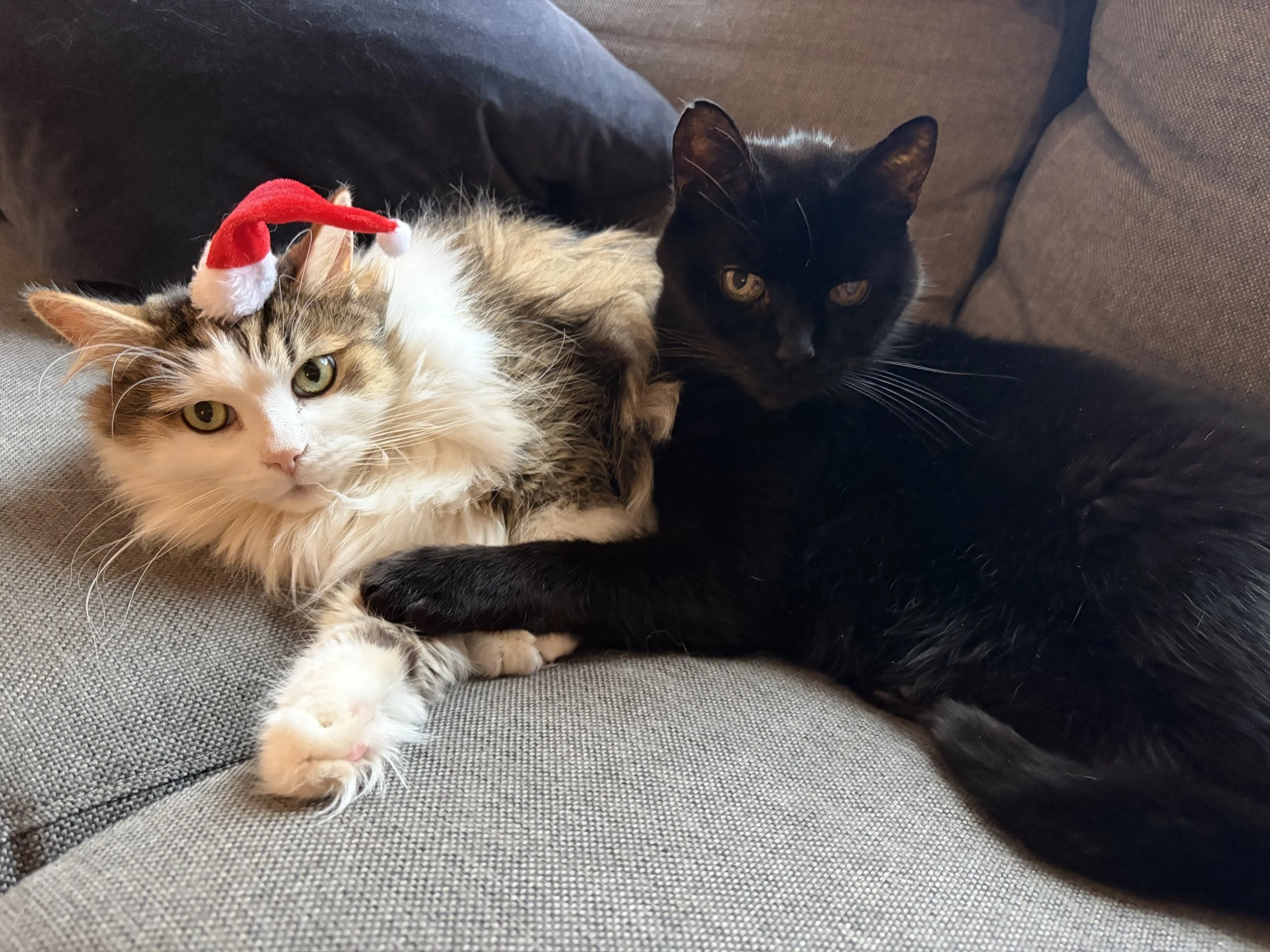 Two cats lying close together on a gray fabric surface, one wearing a small red and white Santa hat, and the other is black with yellow eyes.