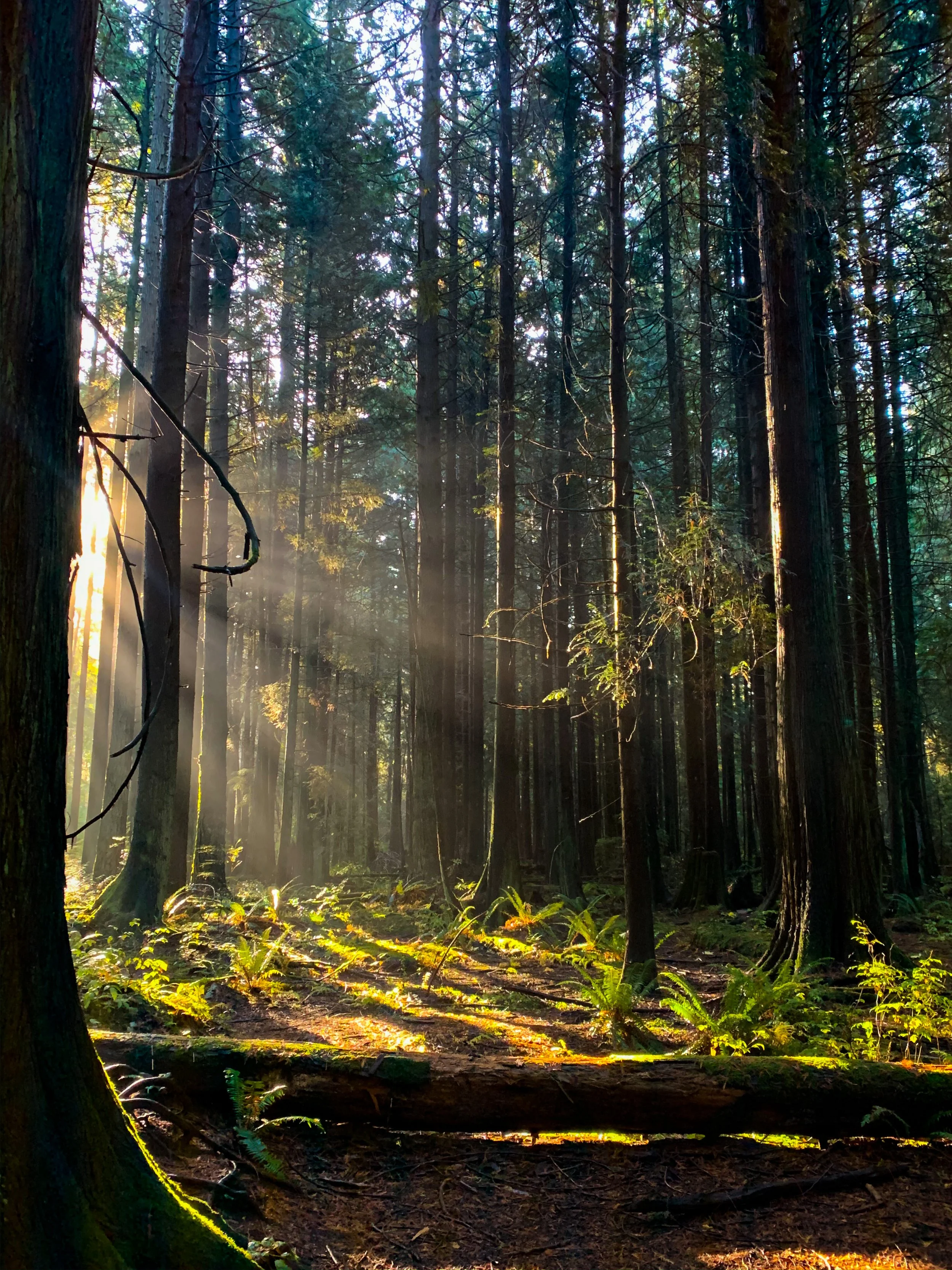 Sunlight filters through tall trees in a dense forest, illuminating moss and ferns on the forest floor.