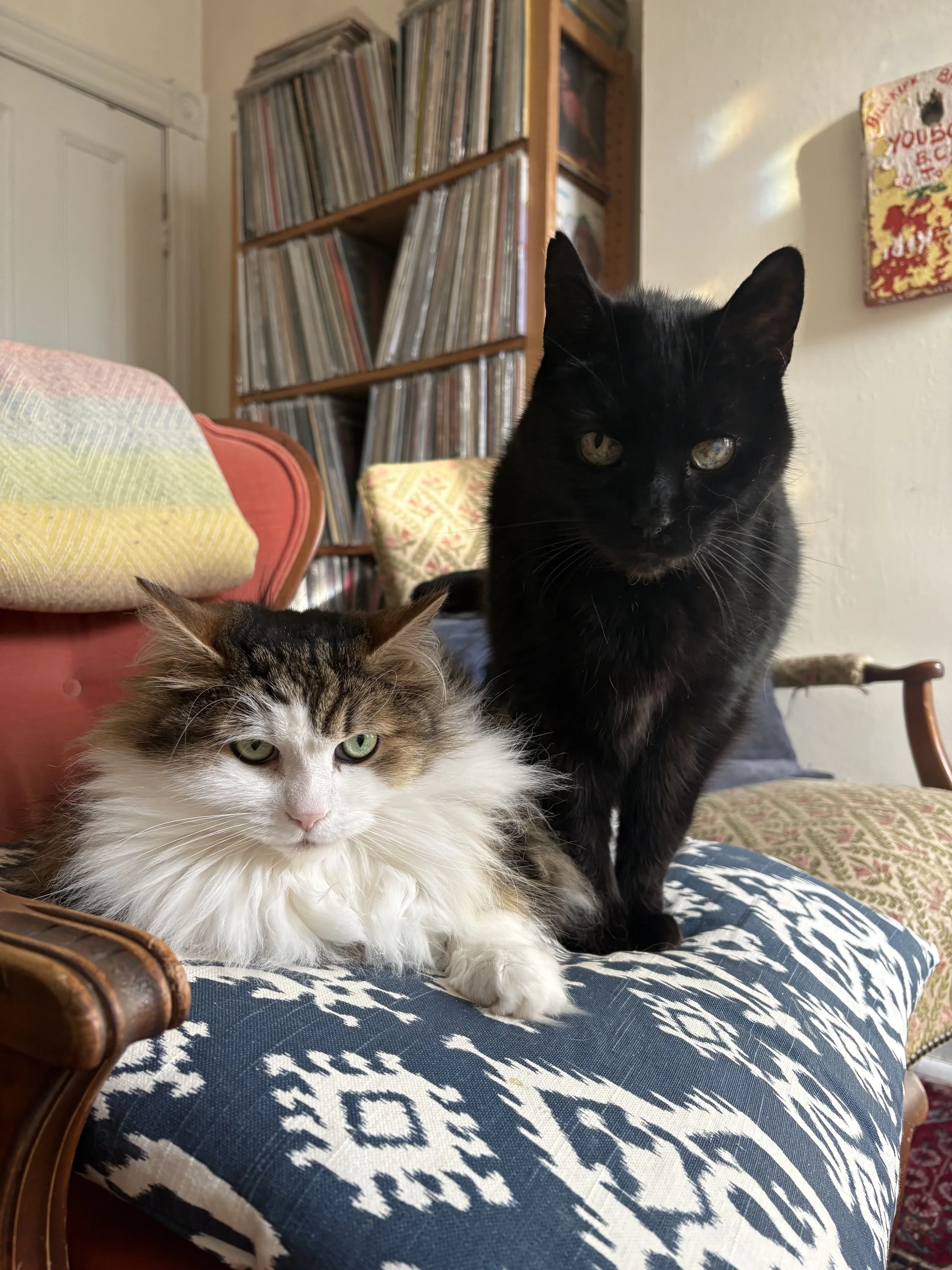 Two cats, one black with yellow eyes and one long-haired with white, brown, and black fur, sitting on a blue and white patterned cushion in a cozy living room with a bookshelf and a floral-patterned chair in the background.