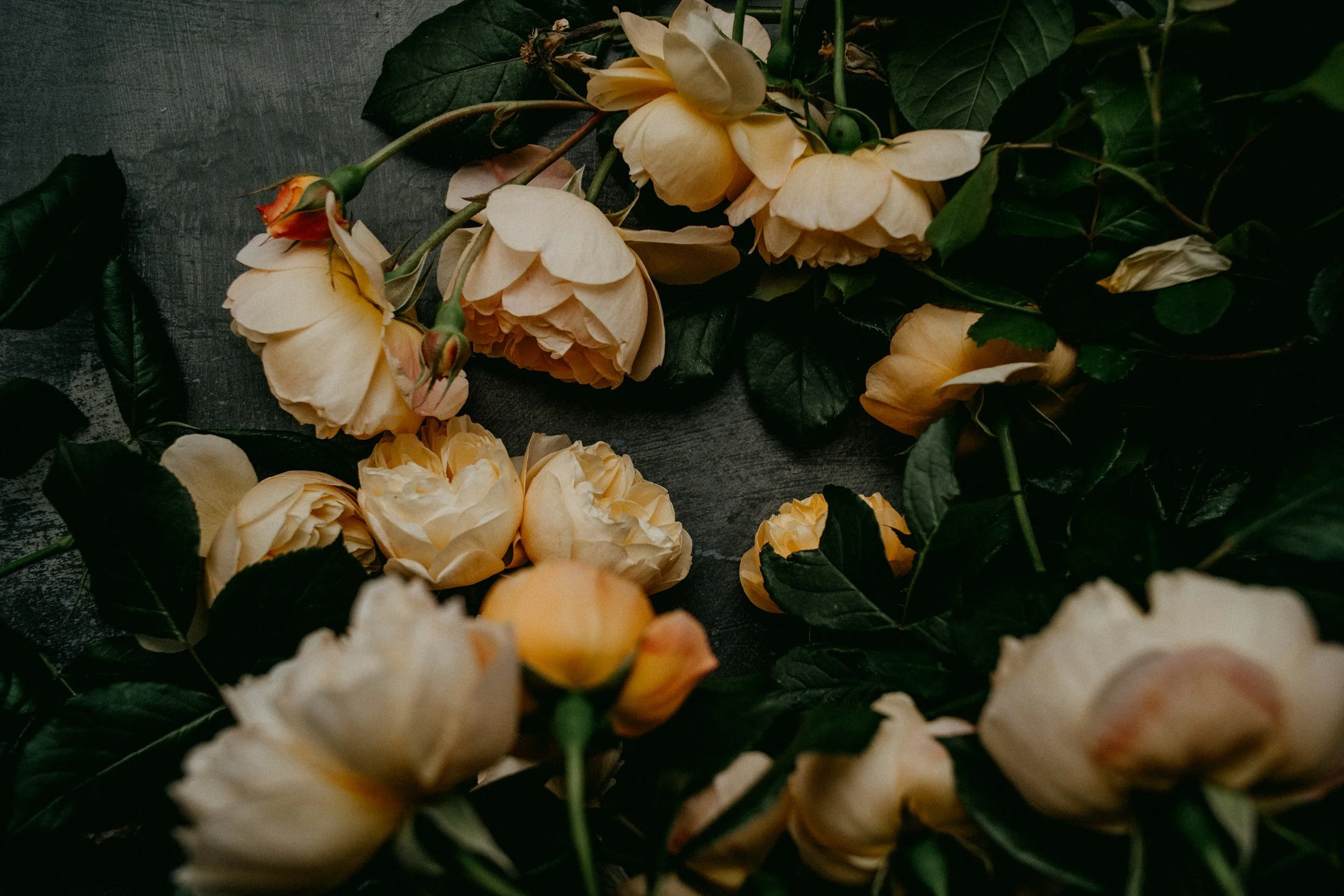 Cream-colored roses with green leaves on a dark textured surface.