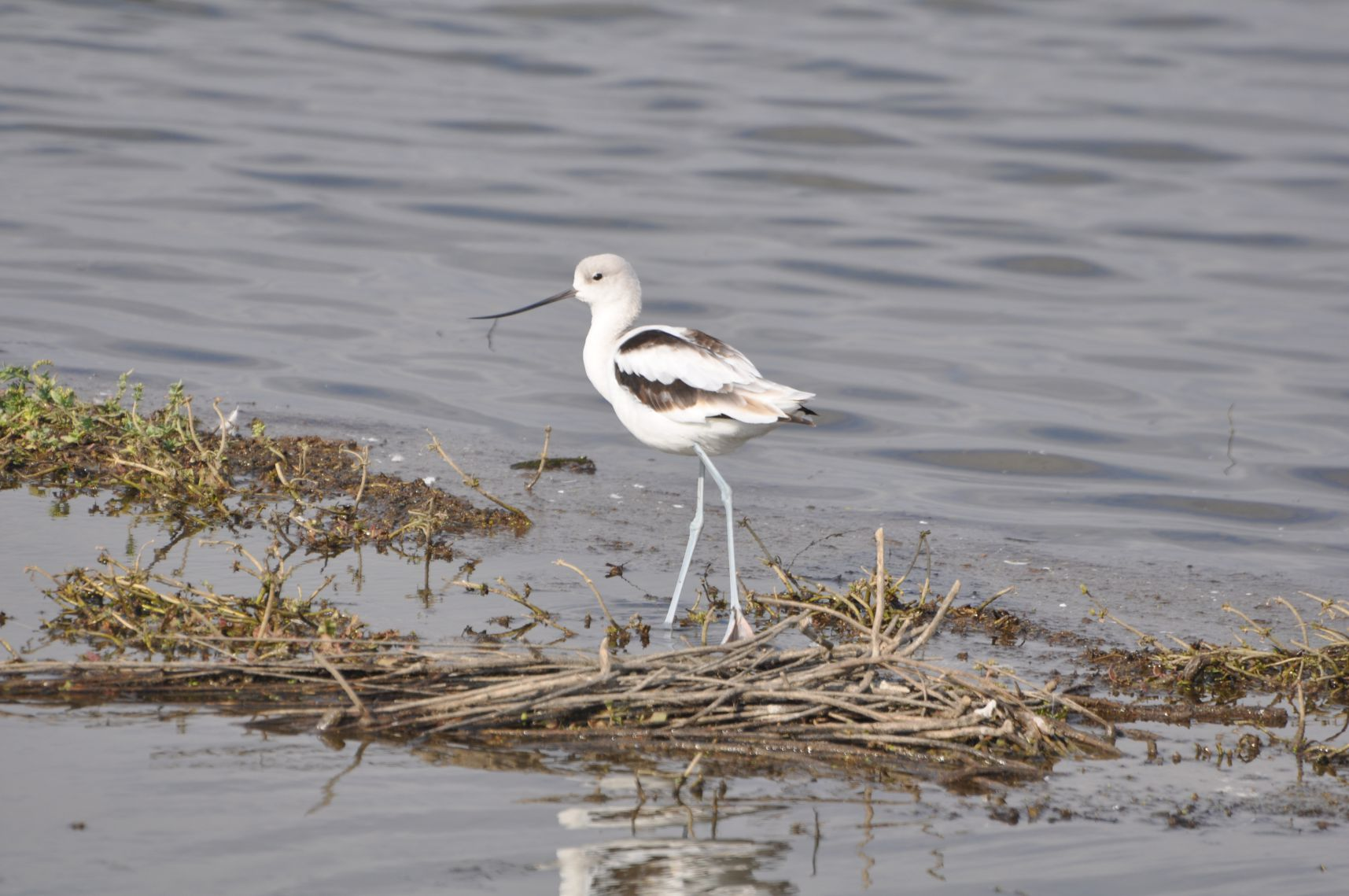 Avocet.png