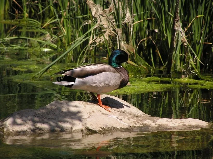 Mallard.jpg