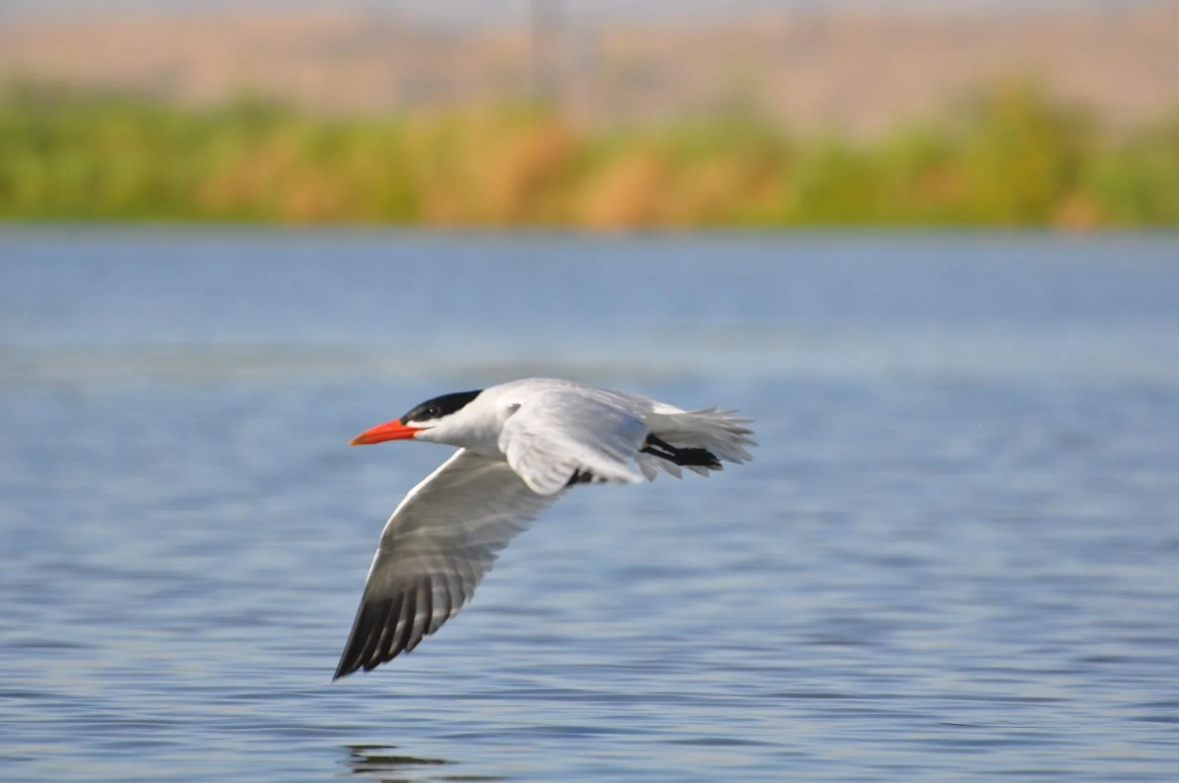 Tern.jpg