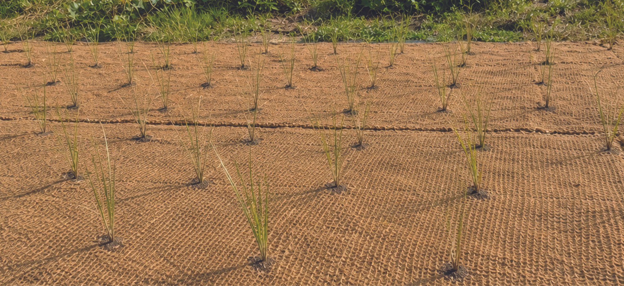 Young rice plants growing on a prepared agricultural field with plastic mulch covering the soil.