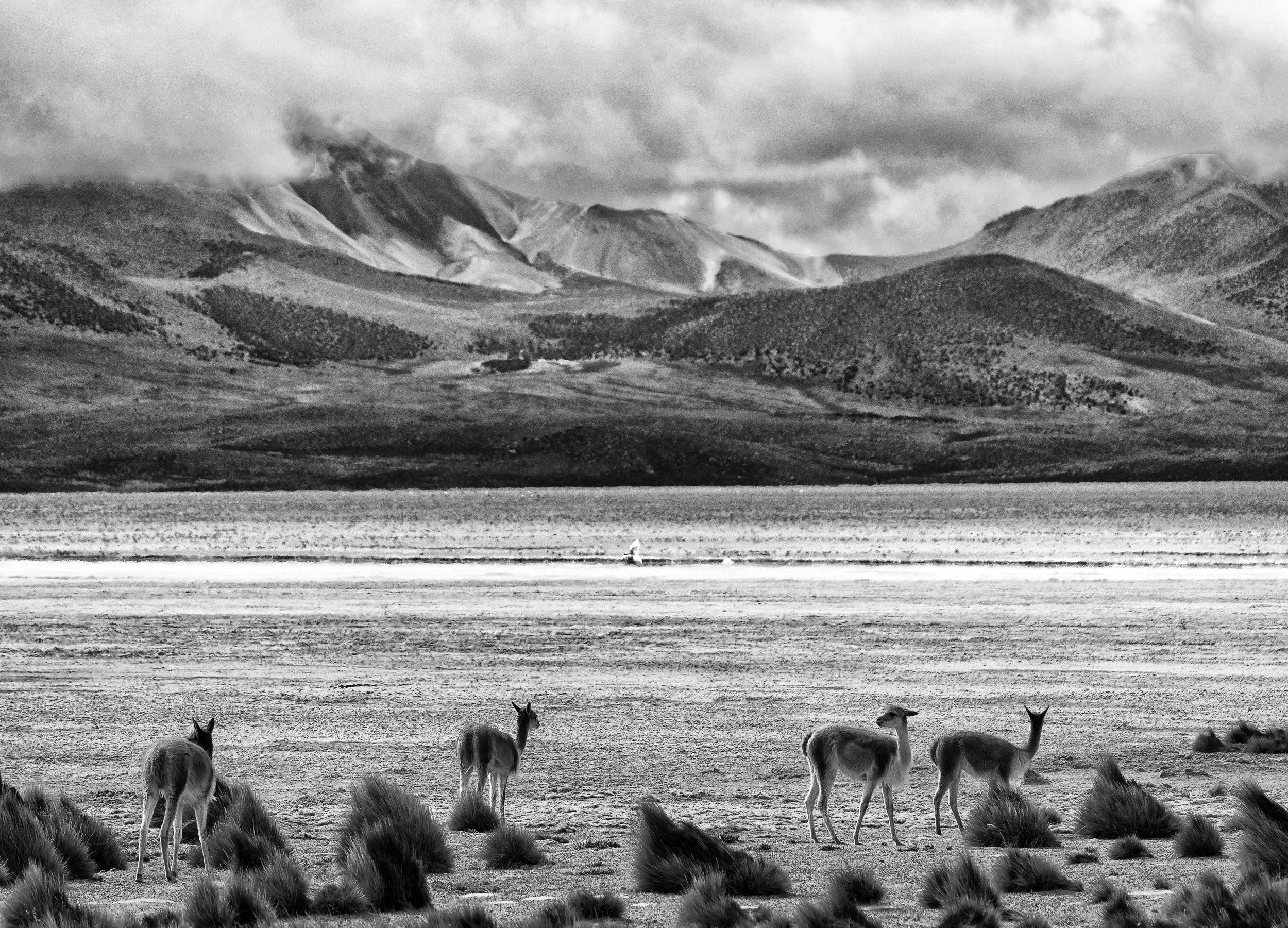 Black and white photo of vicuñas standing on a flat landscape with mountains in the background, partly obscured by clouds.