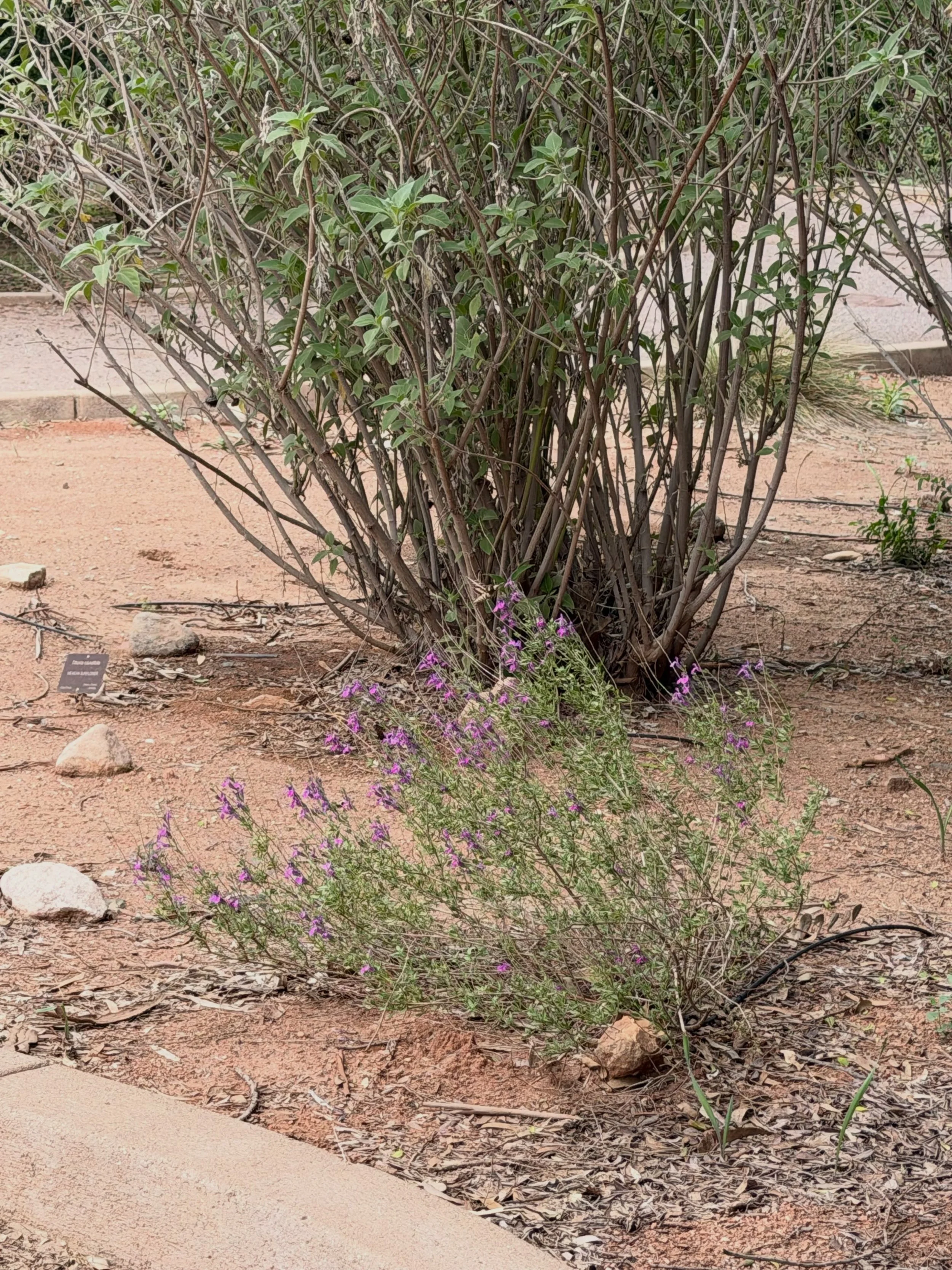 Boyce Thompson Arboretum today&hellip; #100thingsphx