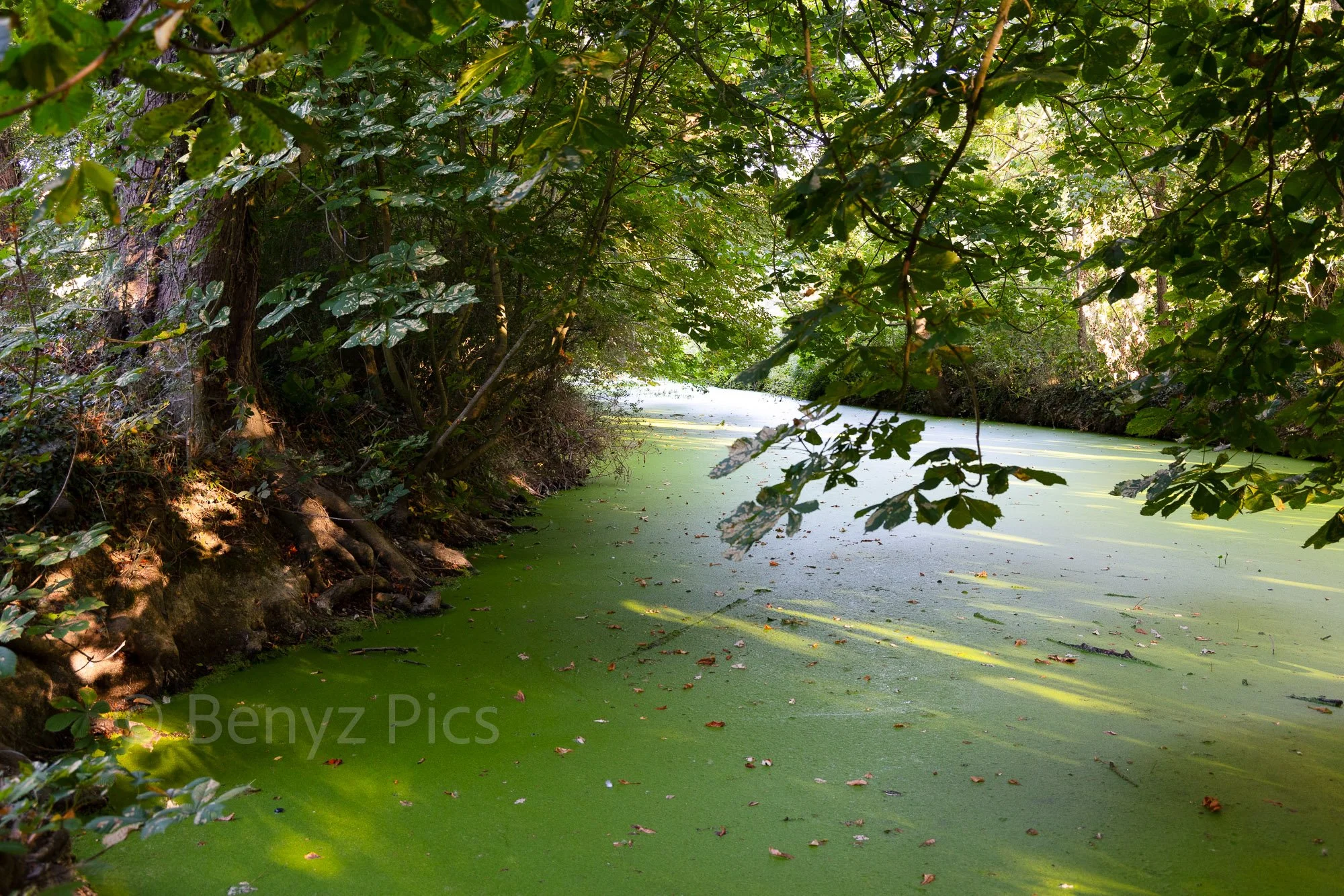 Emerald Stillness