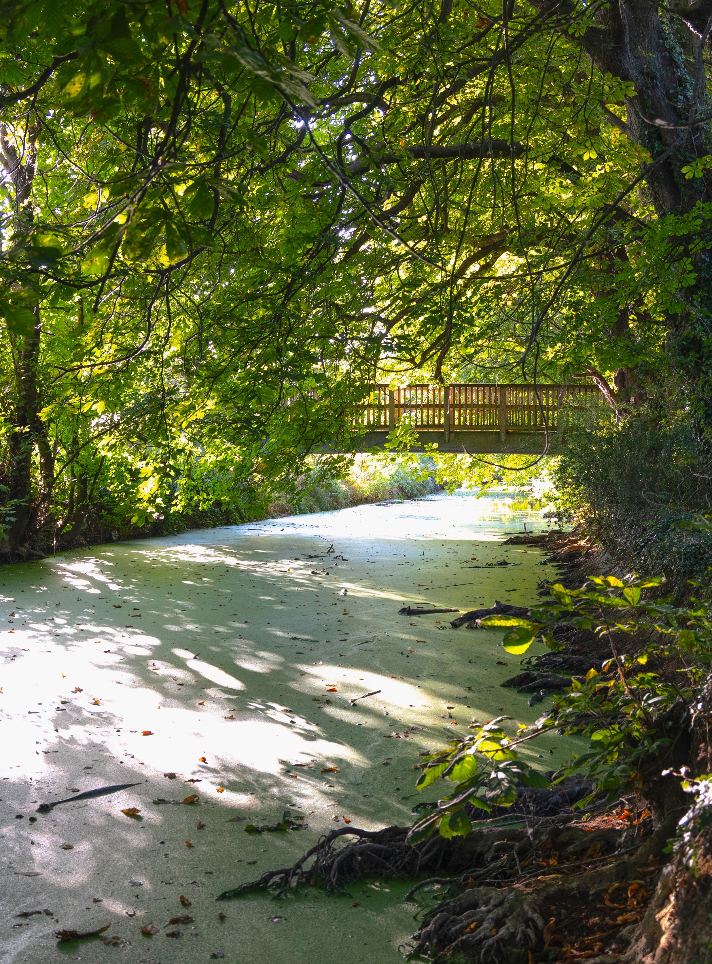 Shaded woodland waterway surrounded by lush green trees and foliage