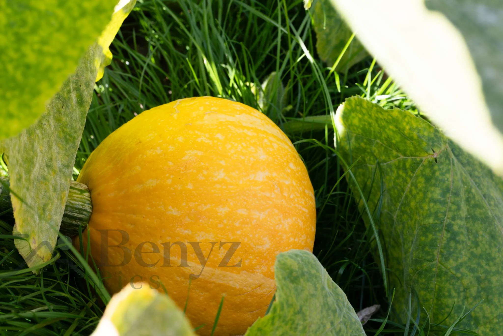 Golden Harvest