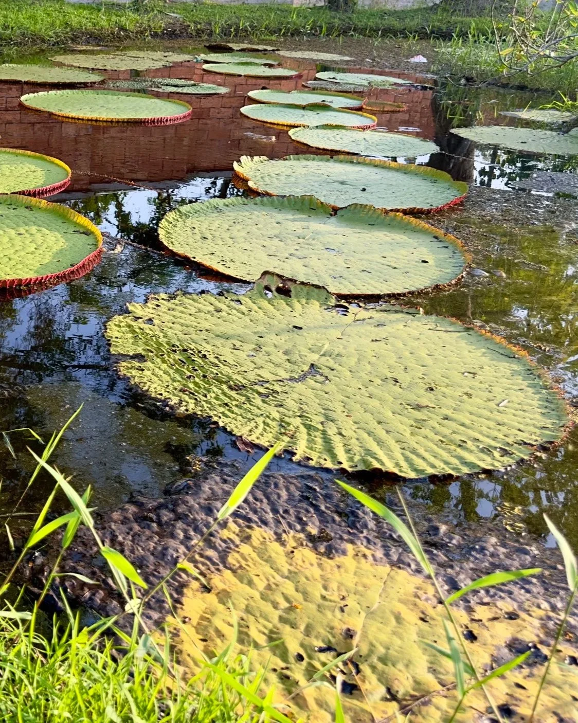 Large green water lily leaves floating on a tranquil pond surrounded by natural vegetation.