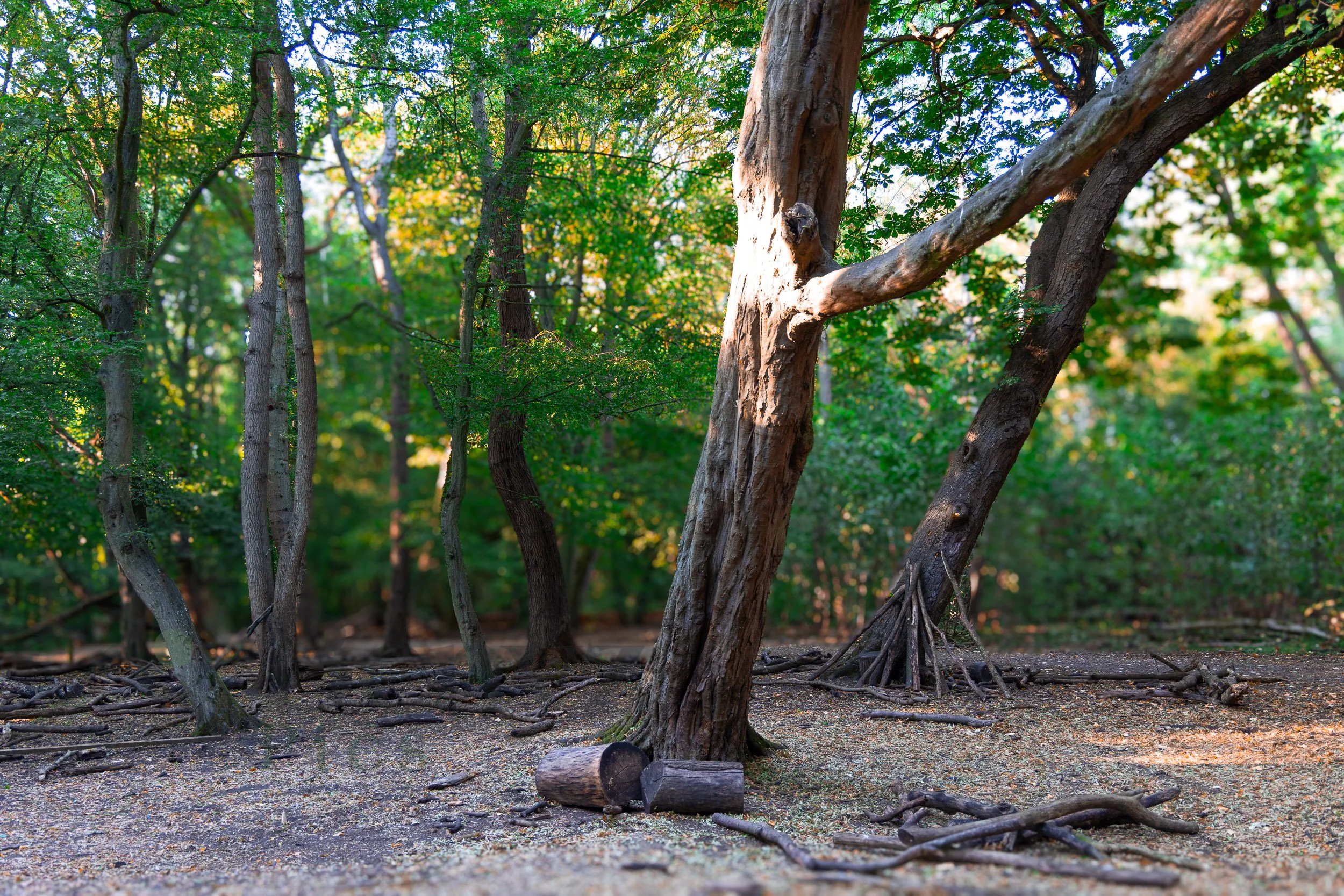 Woodland Sentinel