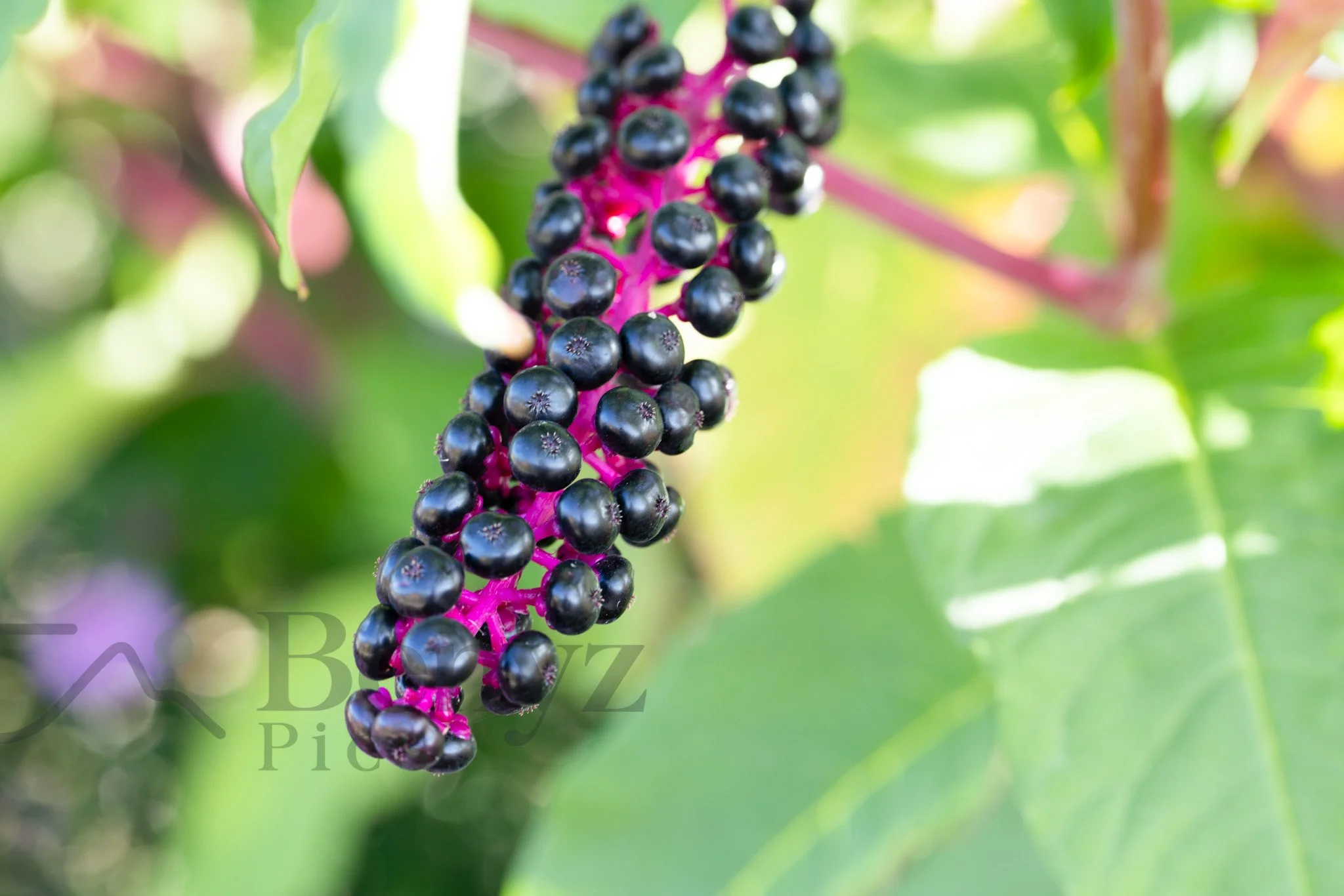 Jewel Berries