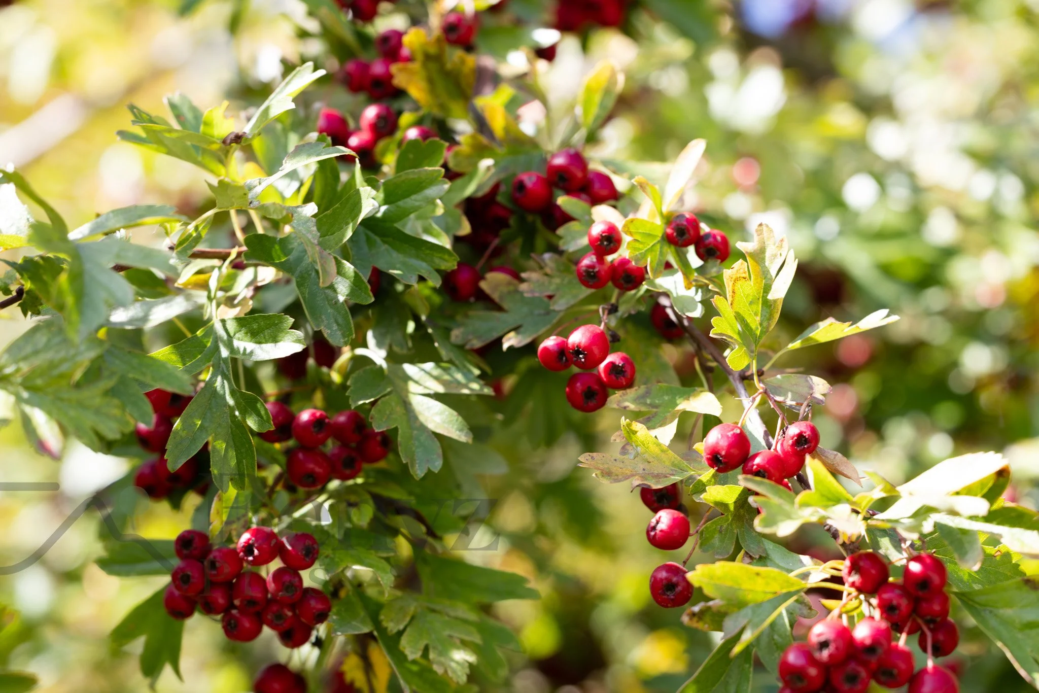 Crimson Berries