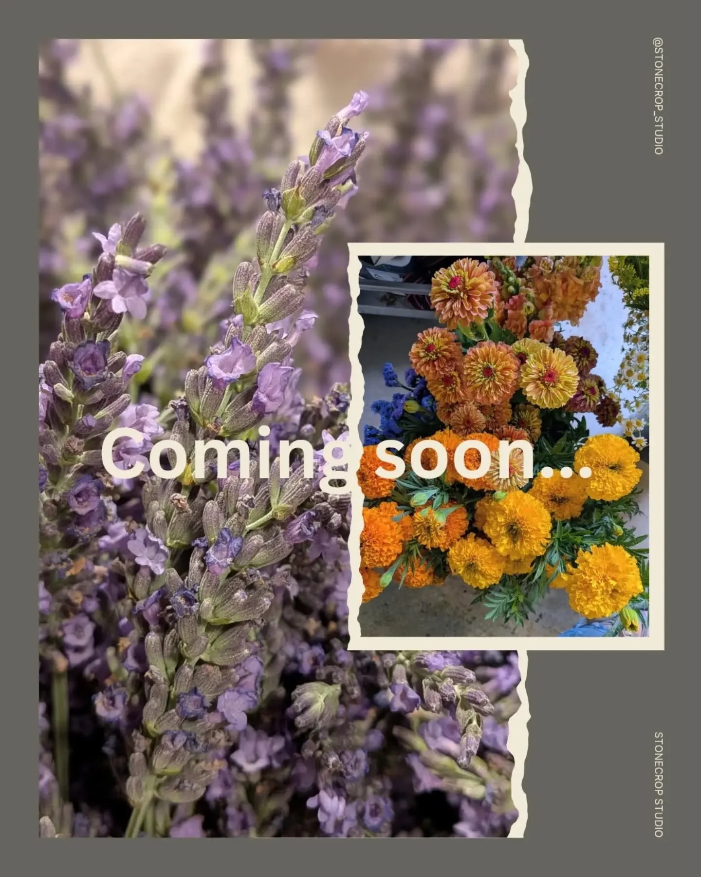 Coming soon...Stonecrop Studio. 
.
.
.
.
.
#longmontloveslocal #longmont