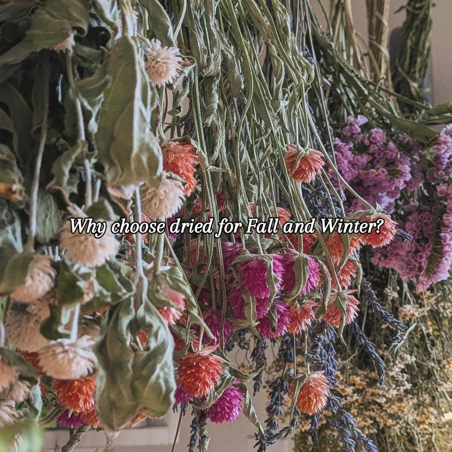 Why choose dried flower subscriptions this Fall? 

Dried flowers are everlasting ways of bringing the Summer into your home, well into the dark Winter months.

Dried flowers can bring reminders of the fun times had in Summer 

Dried flowers support l
