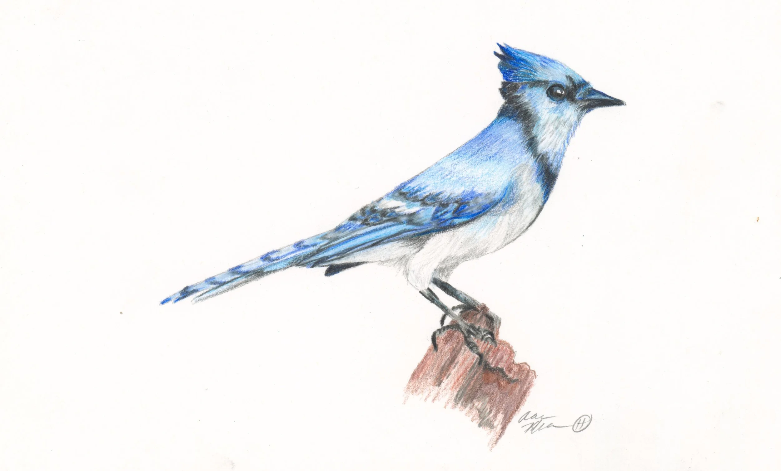 Hathaway Blue - bluejay.jpg