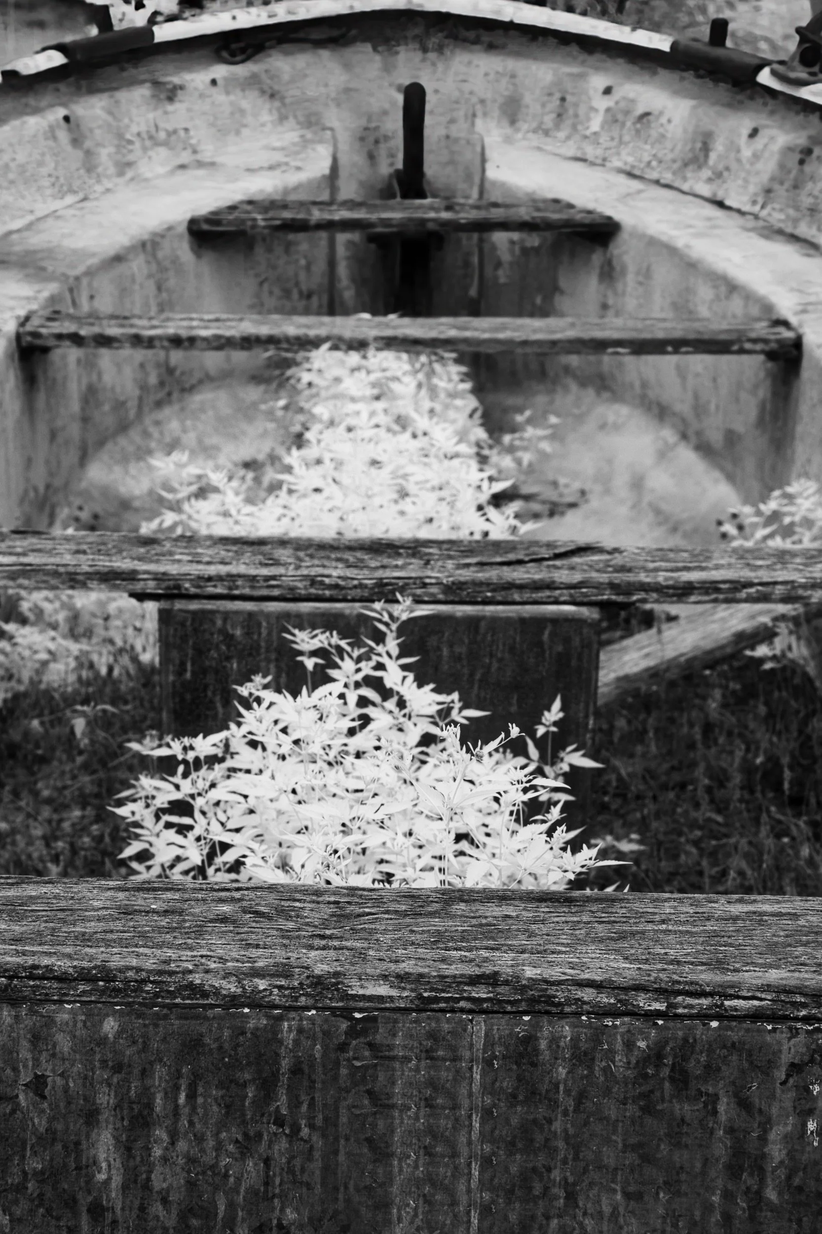 Nature Aboard | Selkirk, Manitoba