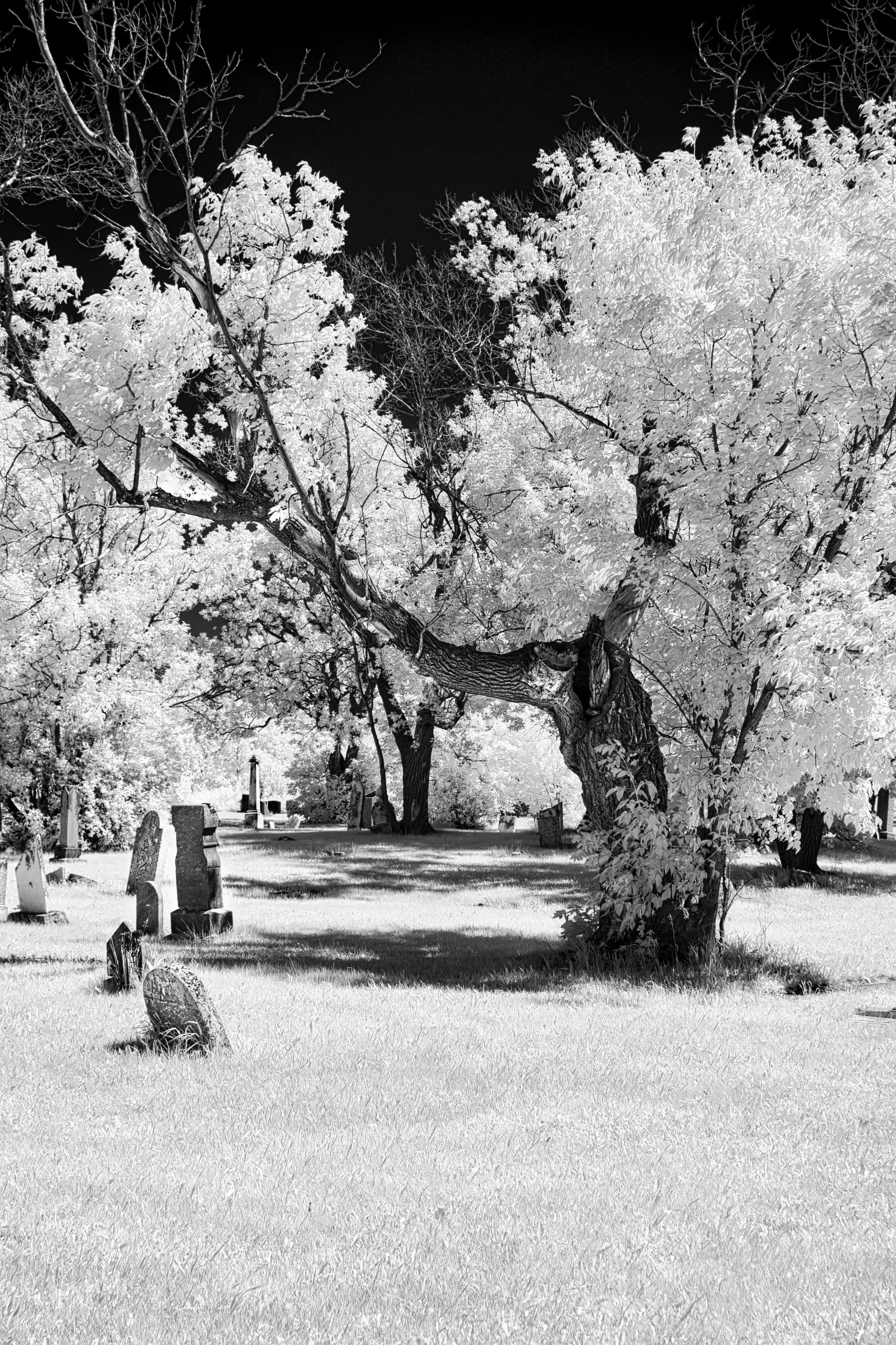 Beneath the Branches | St. Andrew's on the Red Anglican Church, St. Andrew's, Manitoba