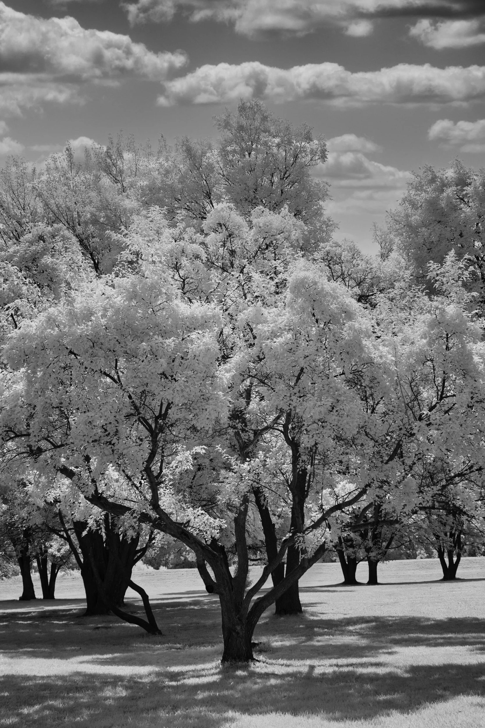 The Great Oak | Selkirk, Manitoba
