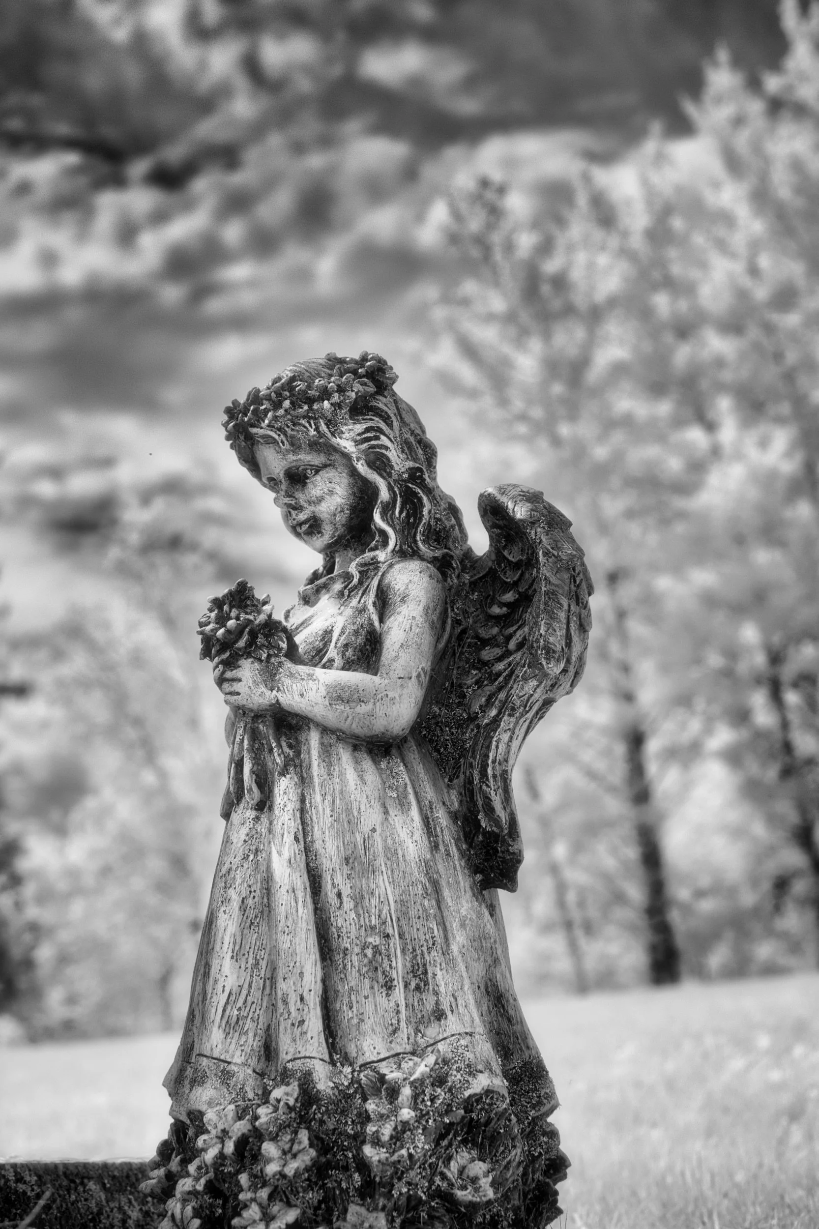 Angel | Polonia, Manitoba