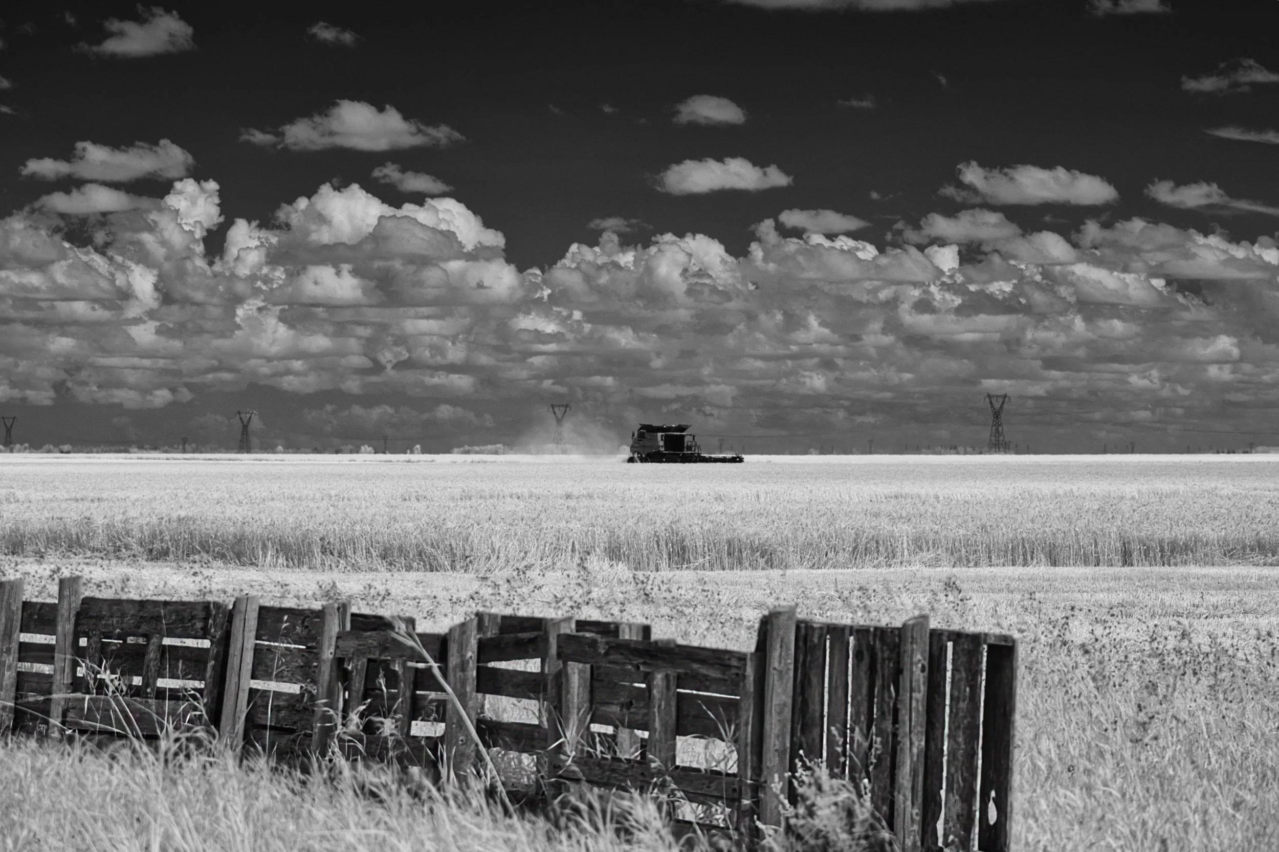 The Harvest | St. Francois Xavier, Manitoba