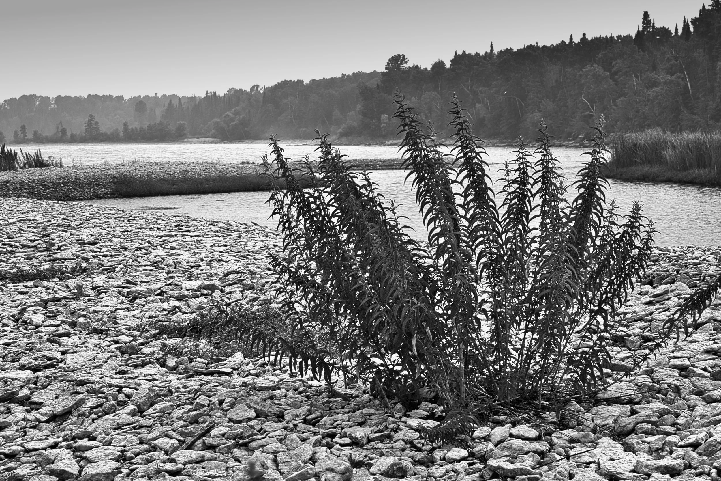 Persistence | Hecla, Manitoba